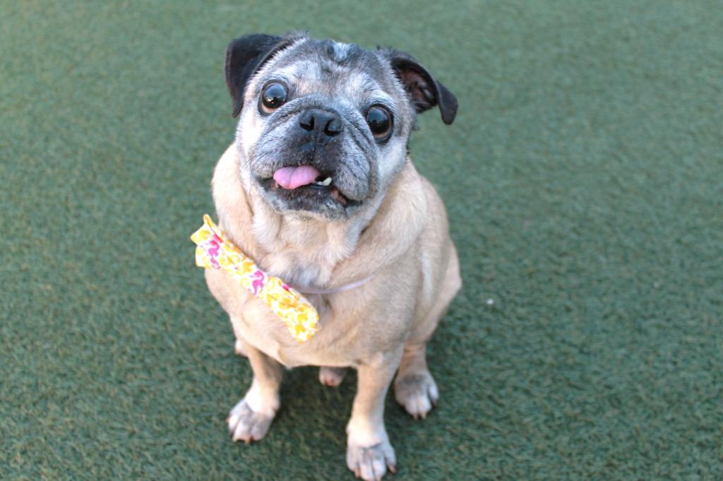 Enlarge Brutus, a Adoptable Pug in Gardena, CA image 5/6