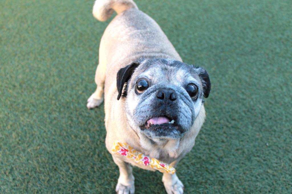 Enlarge Brutus, a Adoptable Pug in Gardena, CA image 5/6