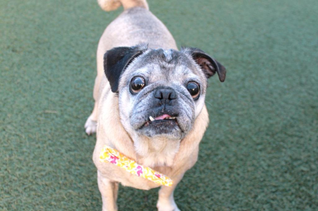 Enlarge Brutus, a Adoptable Pug in Gardena, CA image 6/6