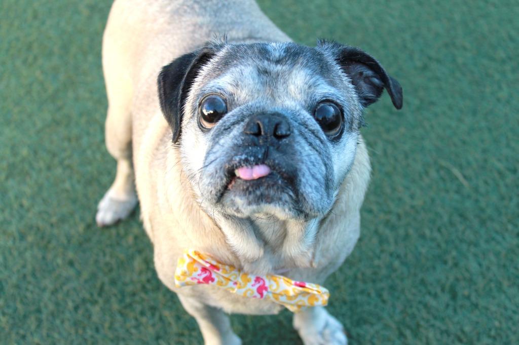Enlarge Brutus, a Adoptable Pug in Gardena, CA image 6/6