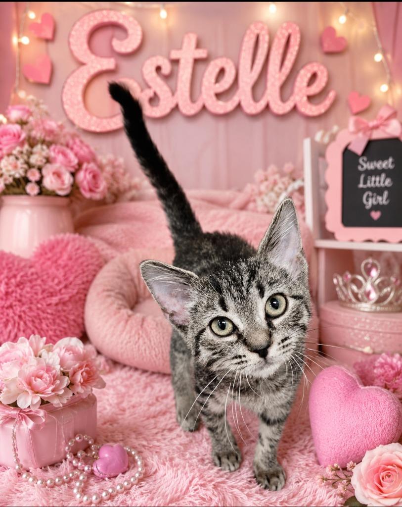 Enlarge Estelle, a Adoptable mixed breed in Washington Court House, OH image 1/1