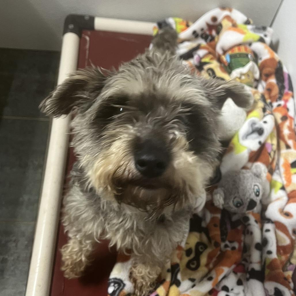 Mimi FKA Elsamarie, Adoptable, Adult Female Miniature Schnauzer & Mixed Breed.