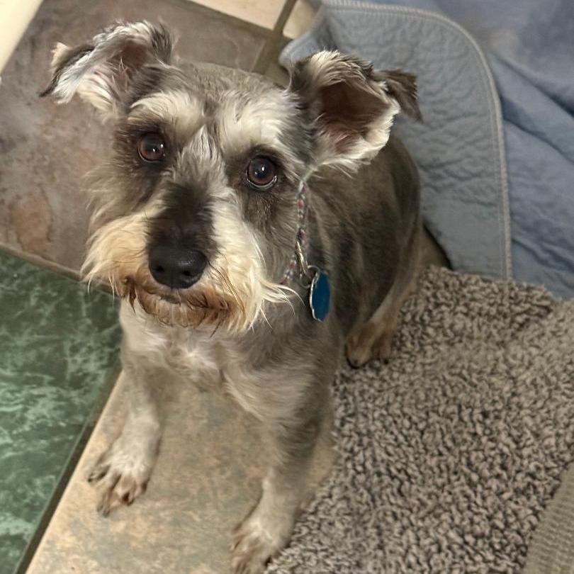 Mimi FKA Elsamarie, a Adoptable mixed breed in North Myrtle Beach, SC image 2/2