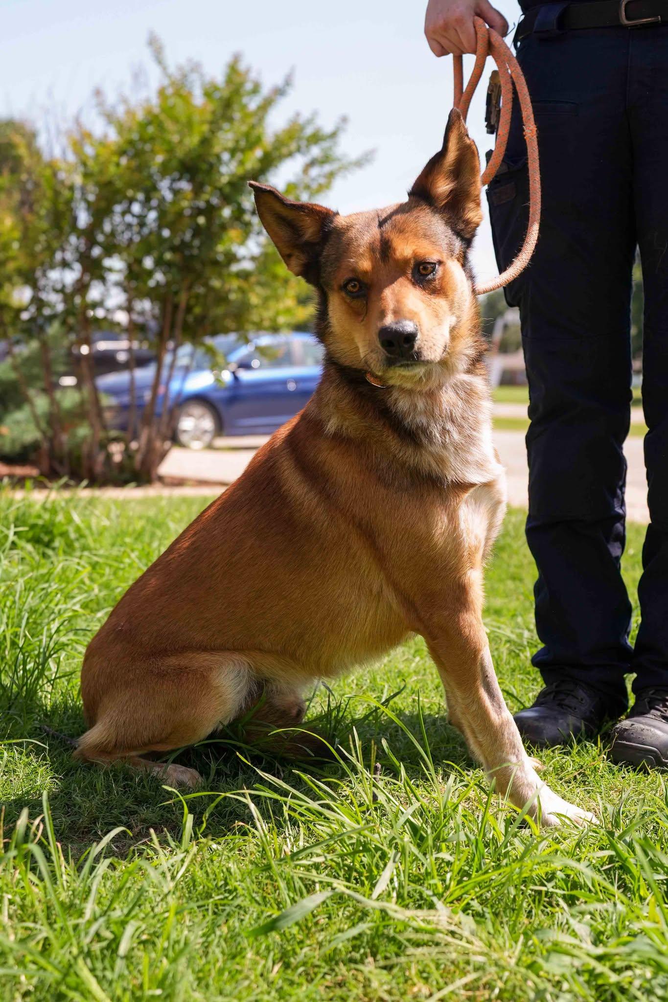 Enlarge Sam, a ADOPTABLE mixed breed in Stillwater, OK image 1/1