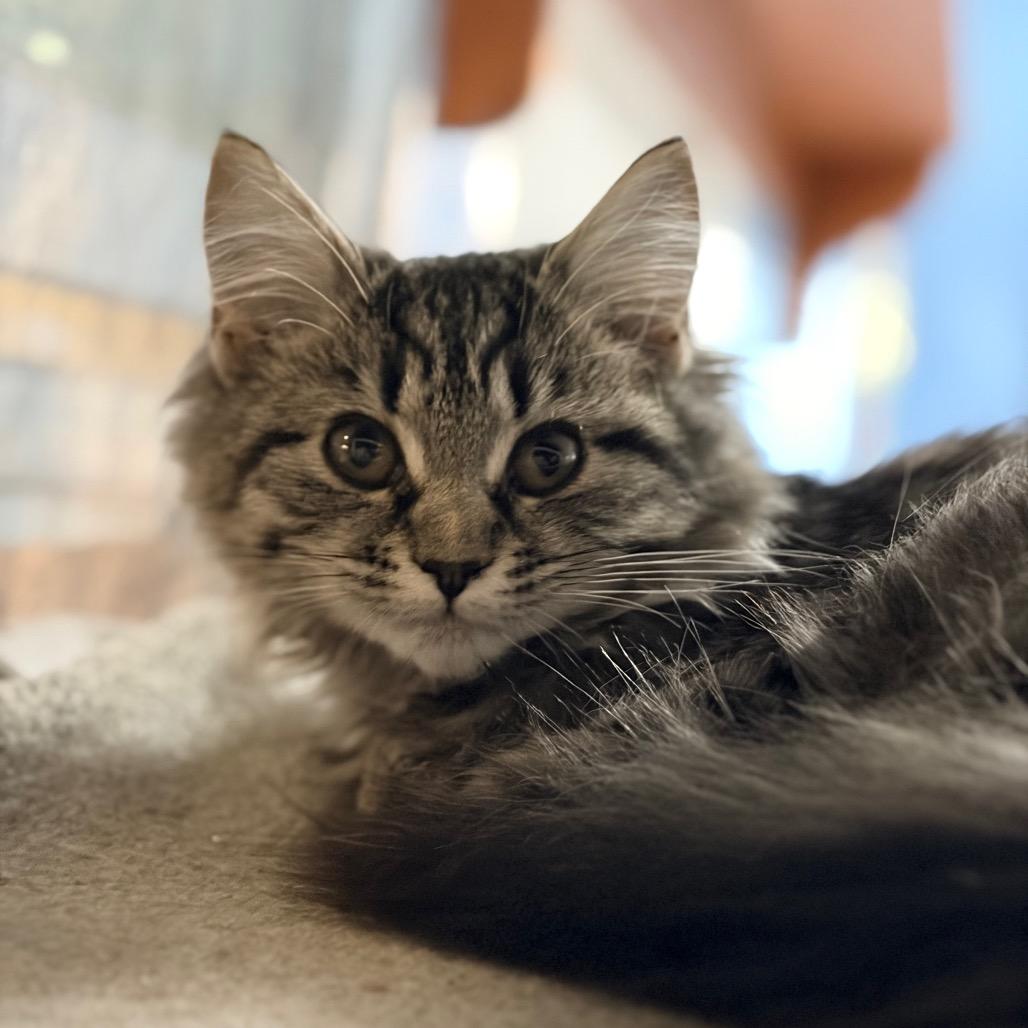 Amelia, Adoptable, Kitten Female Domestic Medium Hair.