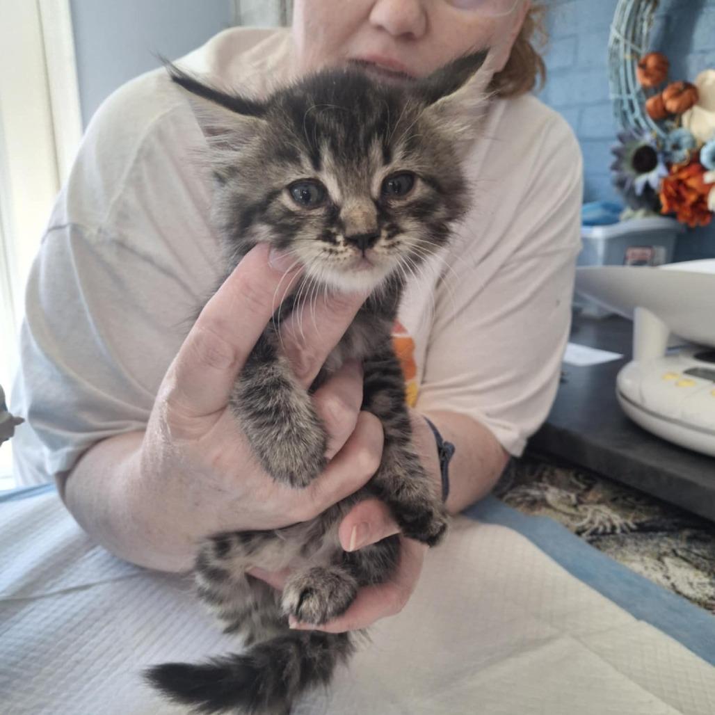 Enlarge Amelia, a Adoptable Domestic Medium Hair in Aldie, VA image 2/2