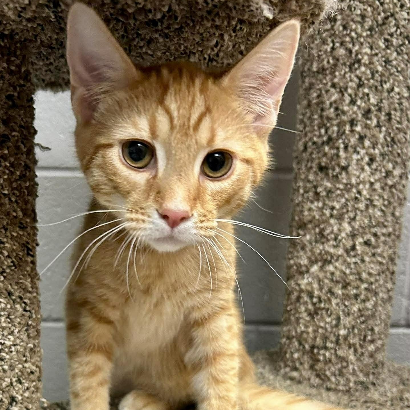 Hedwig, ADOPTABLE, Kitten Male Tabby.