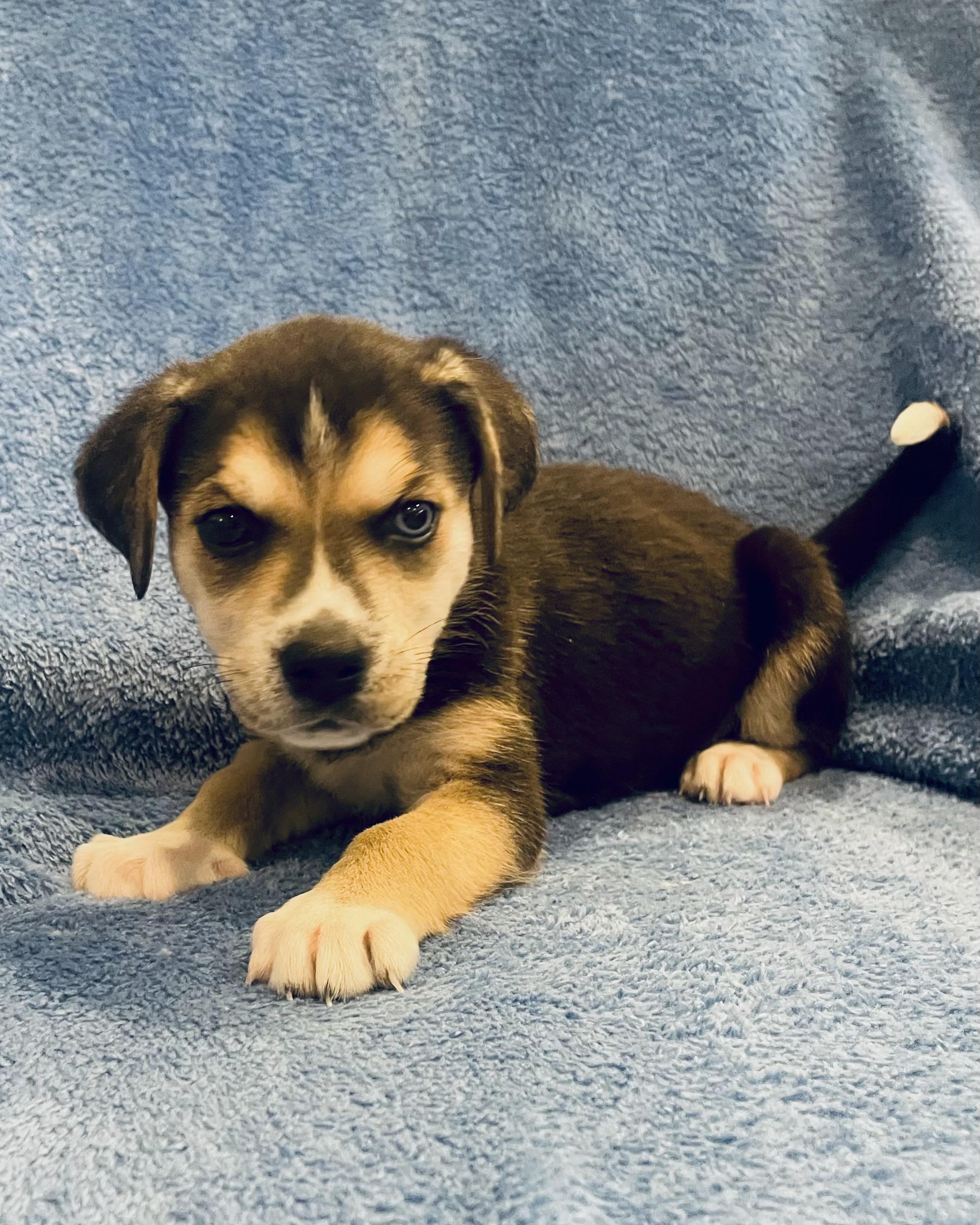 Meadow, ADOPTABLE, Puppy Female Husky.