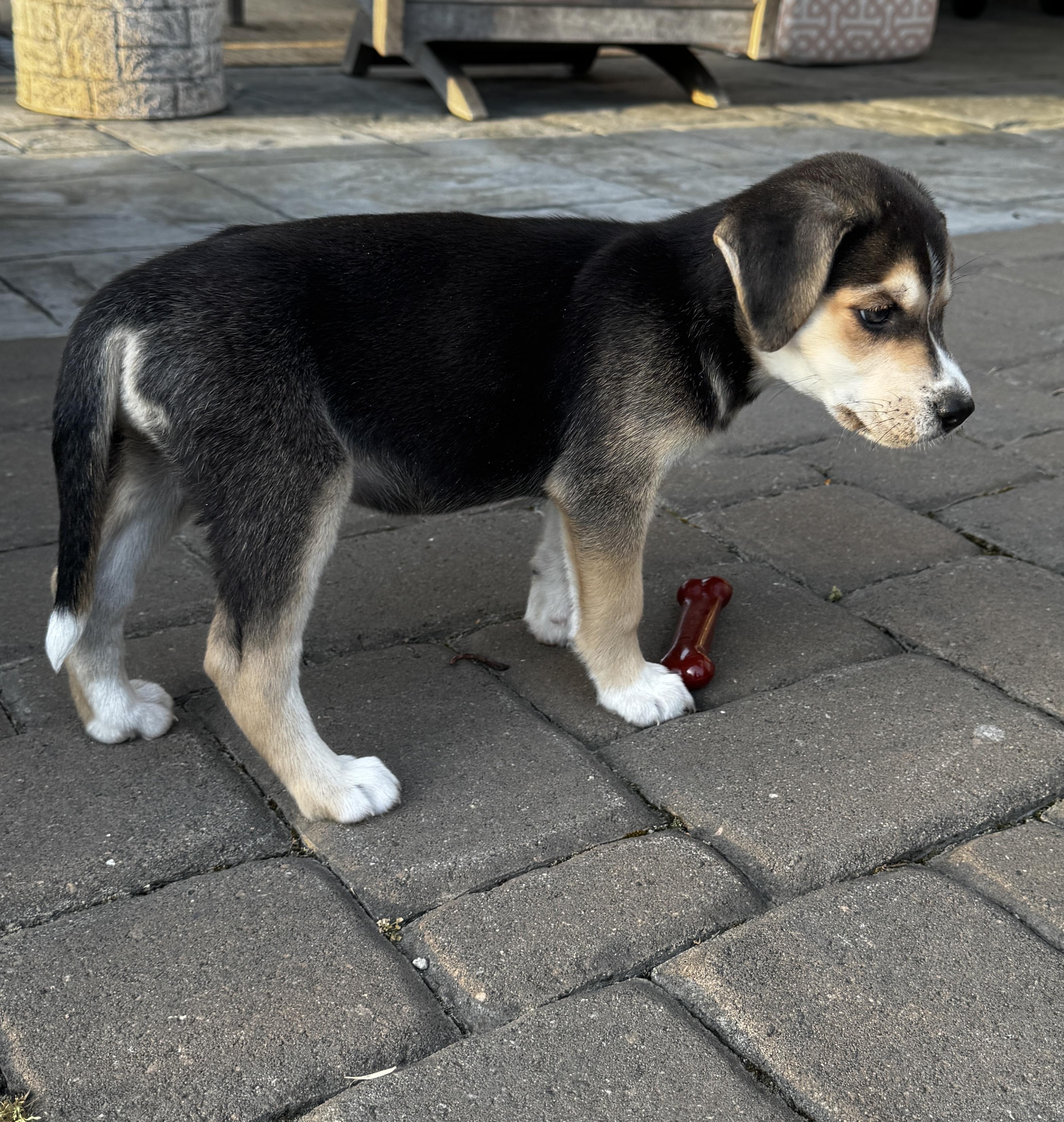 Enlarge Meadow, a ADOPTABLE mixed breed in Greensboro, NC image 4/5