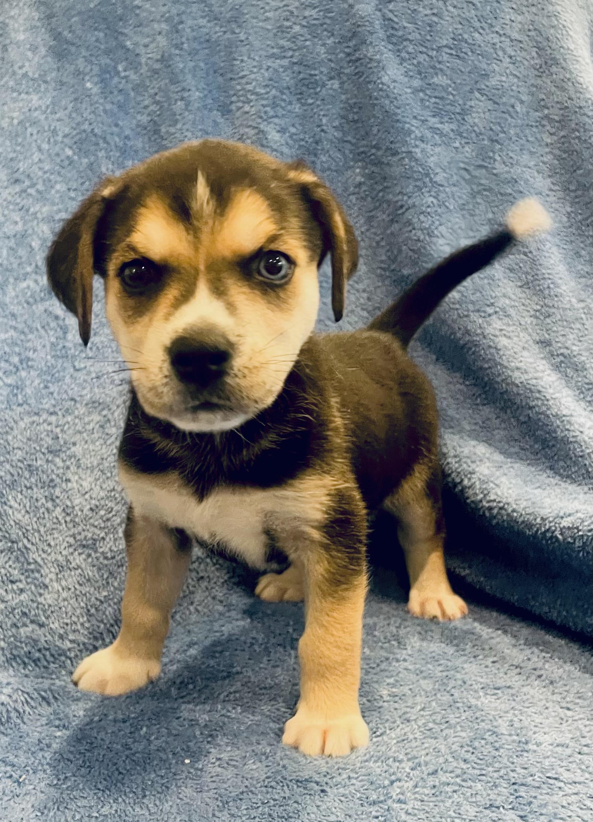 Enlarge Meadow, a ADOPTABLE mixed breed in Greensboro, NC image 2/5