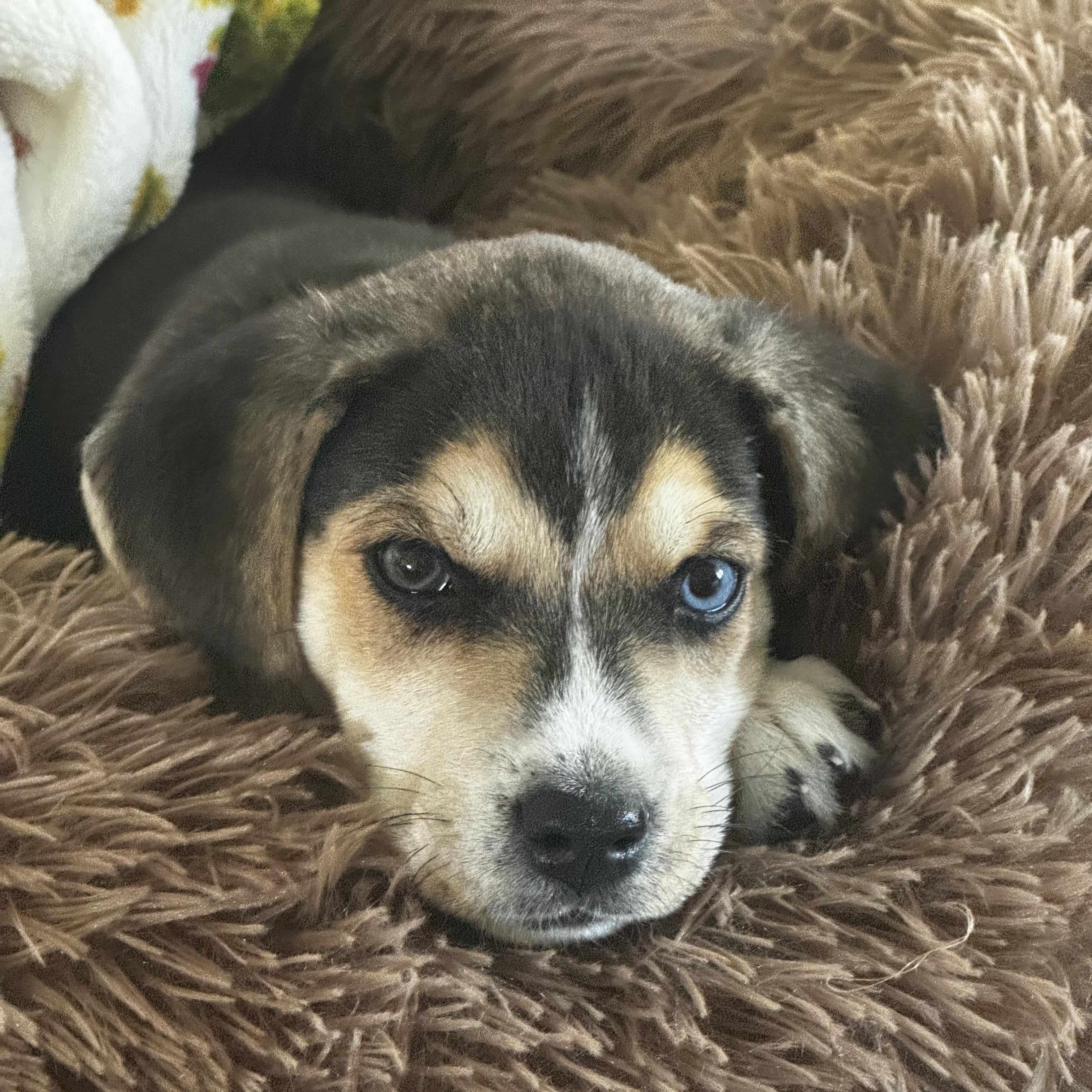 Enlarge Meadow, a ADOPTABLE mixed breed in Greensboro, NC image 3/5