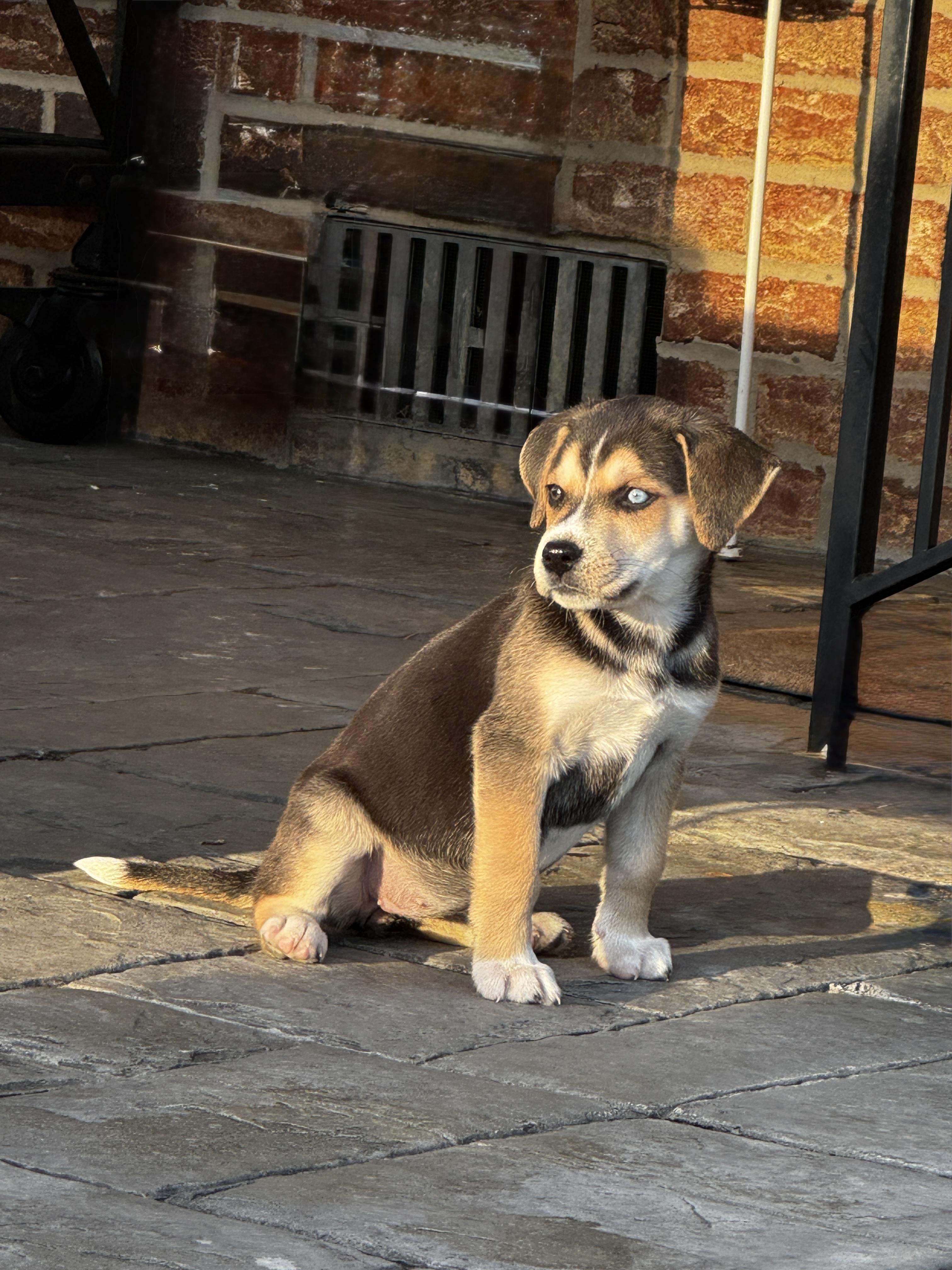 Enlarge Meadow, a ADOPTABLE mixed breed in Greensboro, NC image 5/5