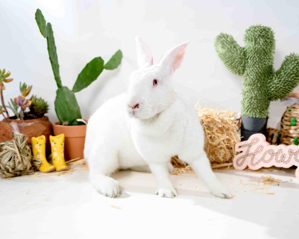 Enlarge Cream Puff, a Adoptable New Zealand in Jefferson, LA image 1/1