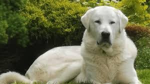 Enlarge James- DUPLICATE PET LISTING- NOT ADOPTABLE, a Adoptable Akbash in Seattle, WA image 1/2