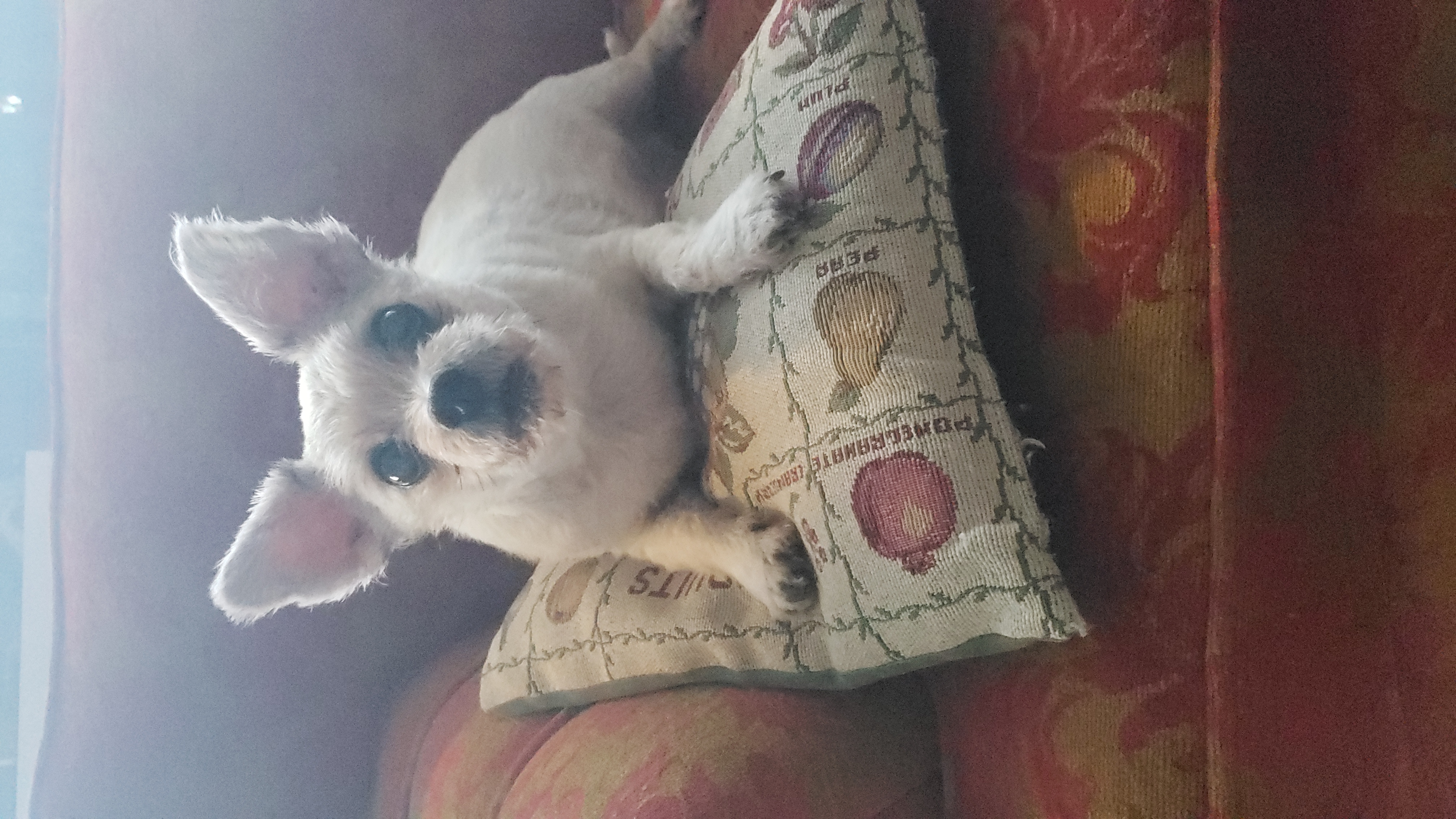 Neko, a Adoptable Shih poo image 2/4