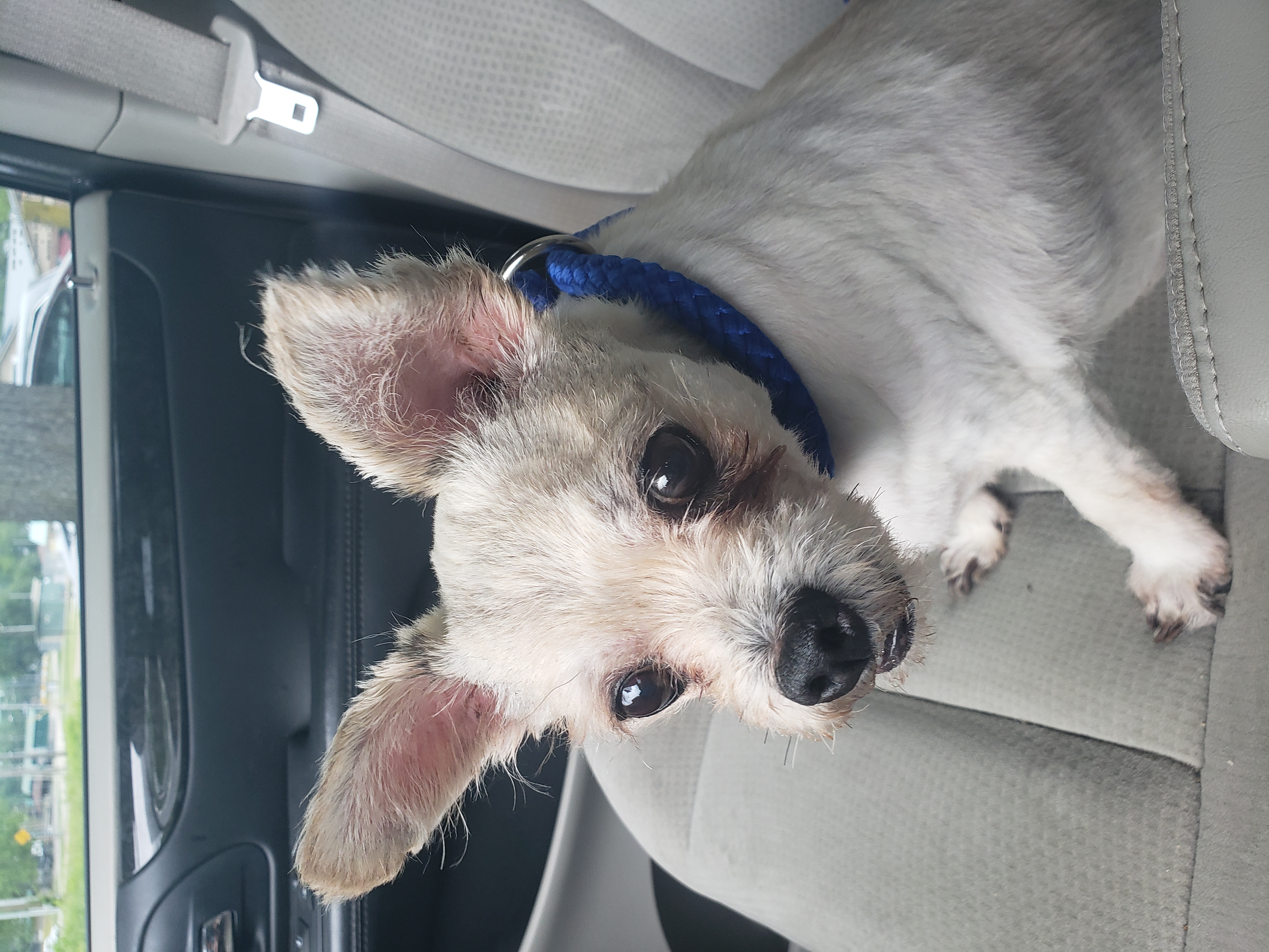 Neko, a Adoptable Shih poo image 4/4