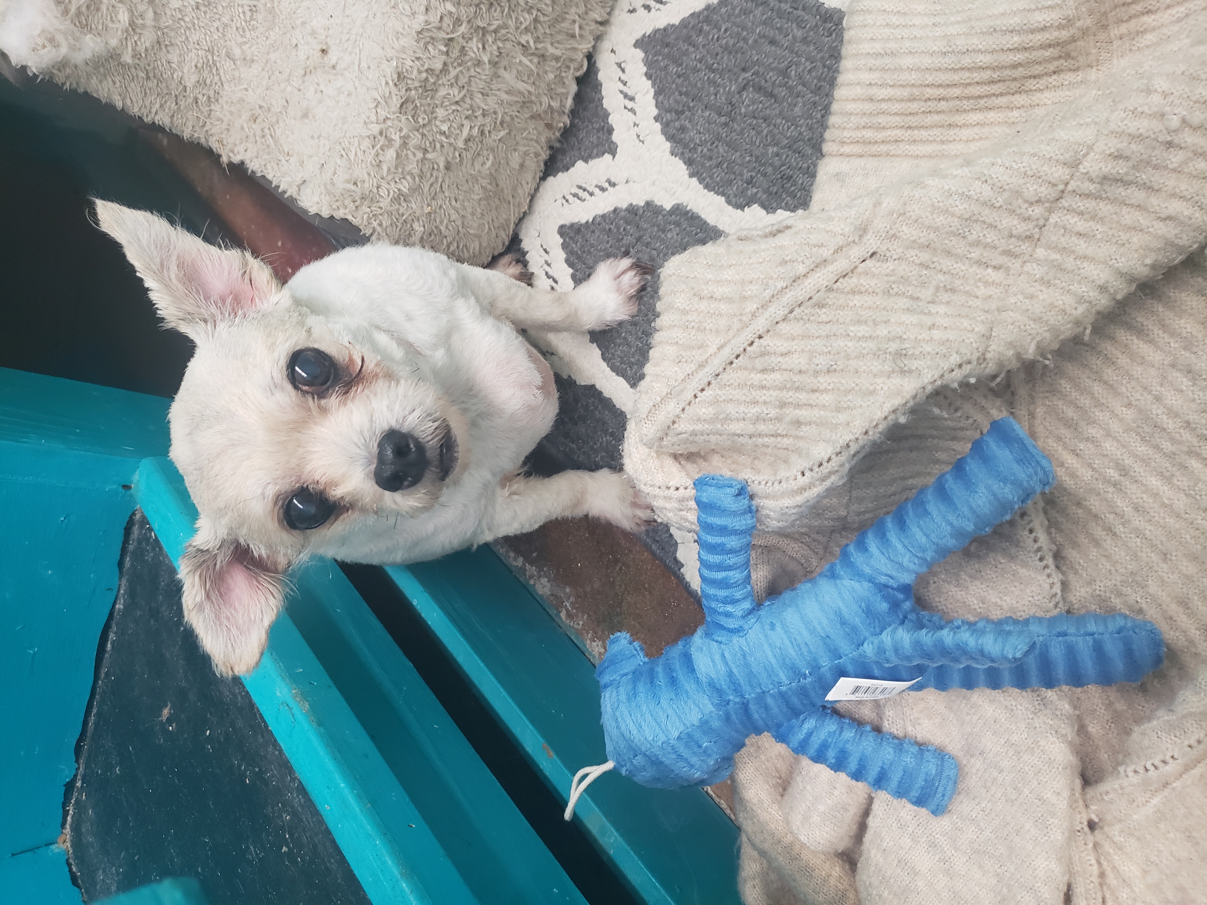 Neko — thumbnail 3