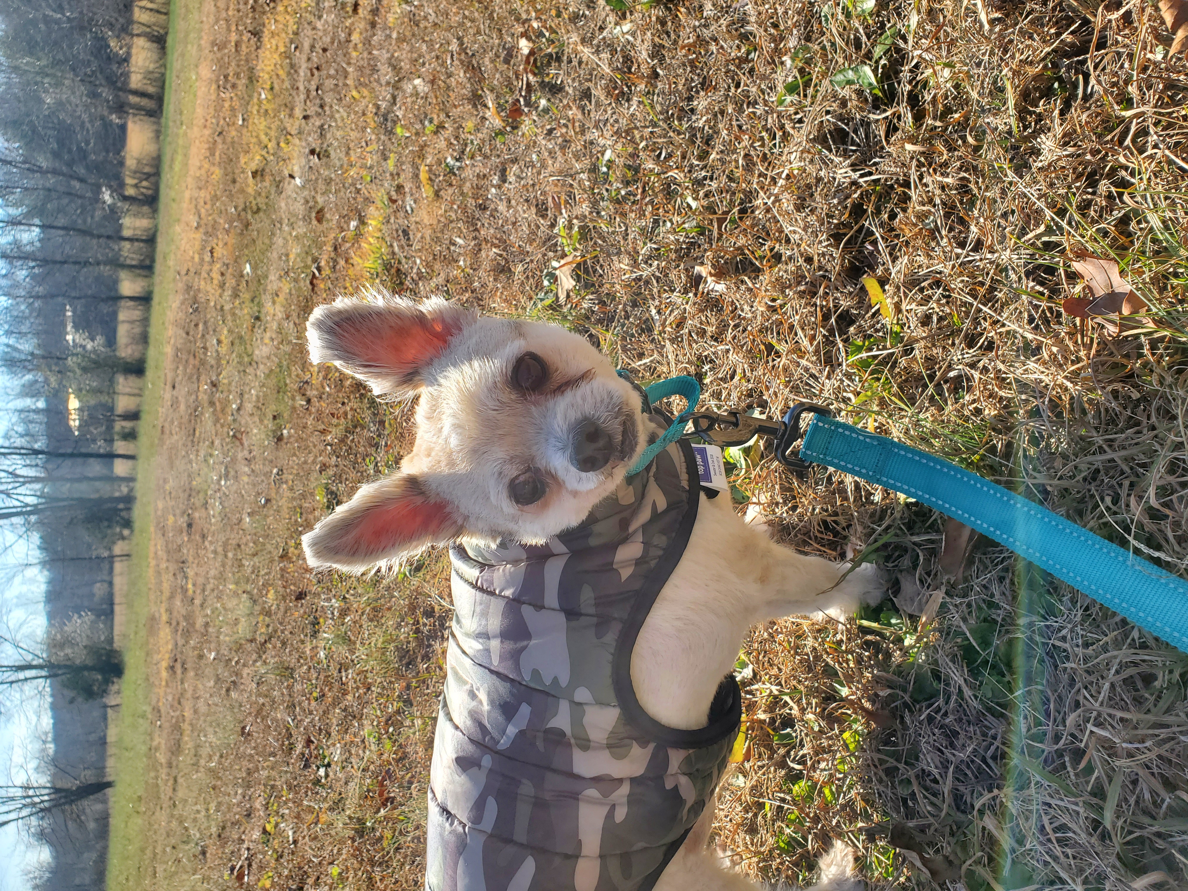 Neko, Adoptable, Senior Male Shih poo.