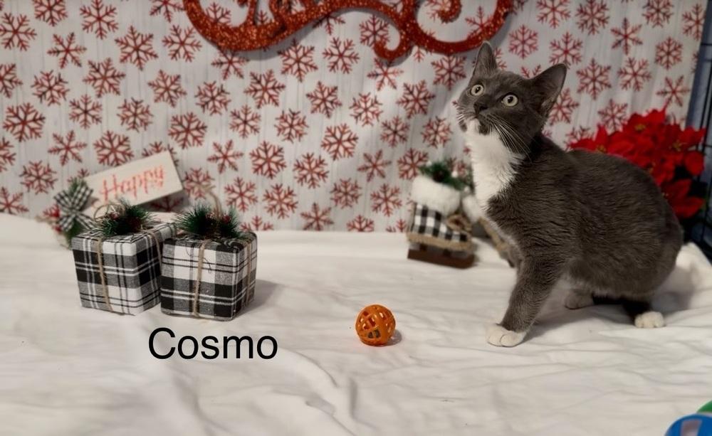 Cosmo, Adoptable, Kitten Male Domestic Short Hair.
