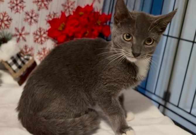 Enlarge Cosmo, a Adoptable Domestic Short Hair in Hudson, NH image 2/2