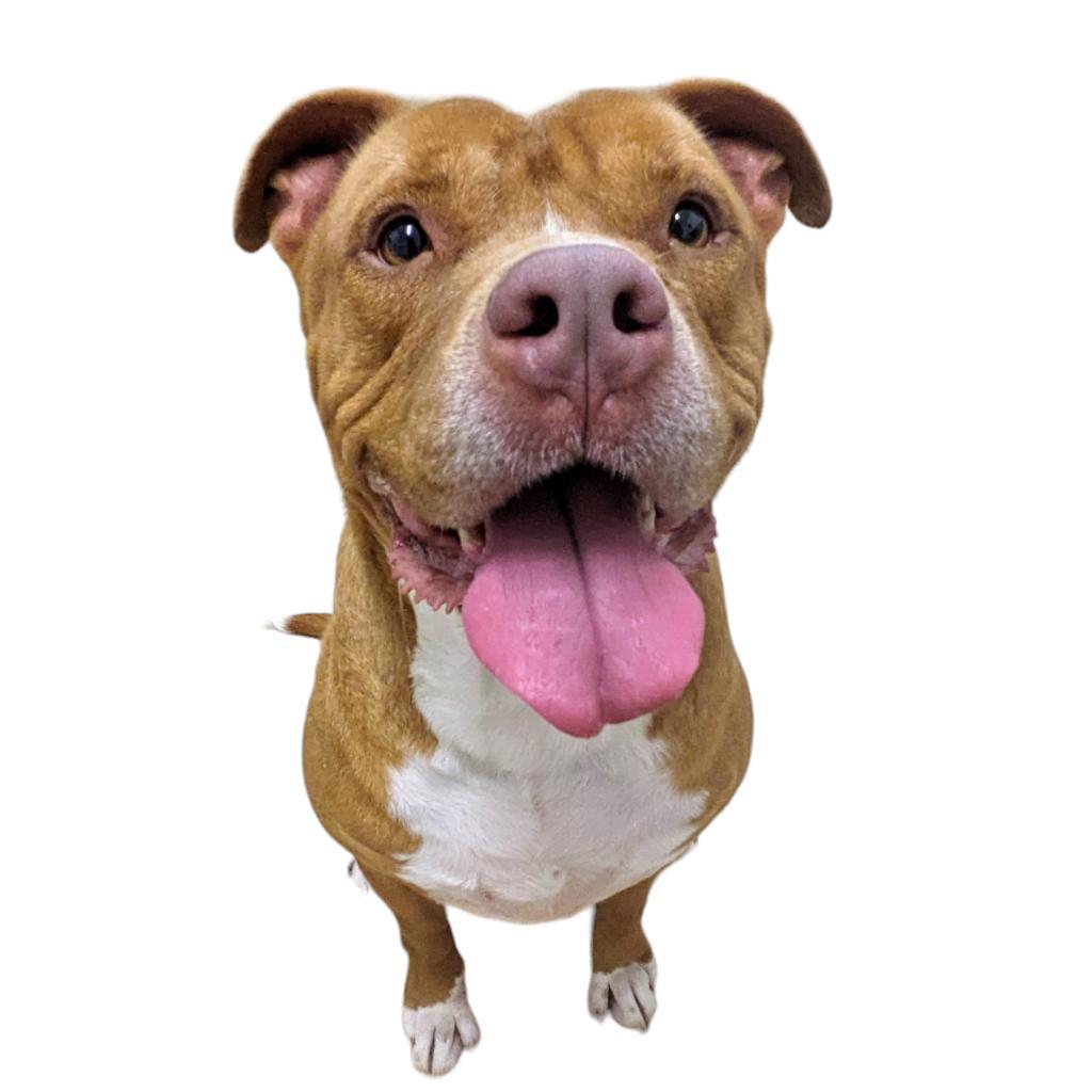 Bruce, Senior Male Pit Bull Terrier