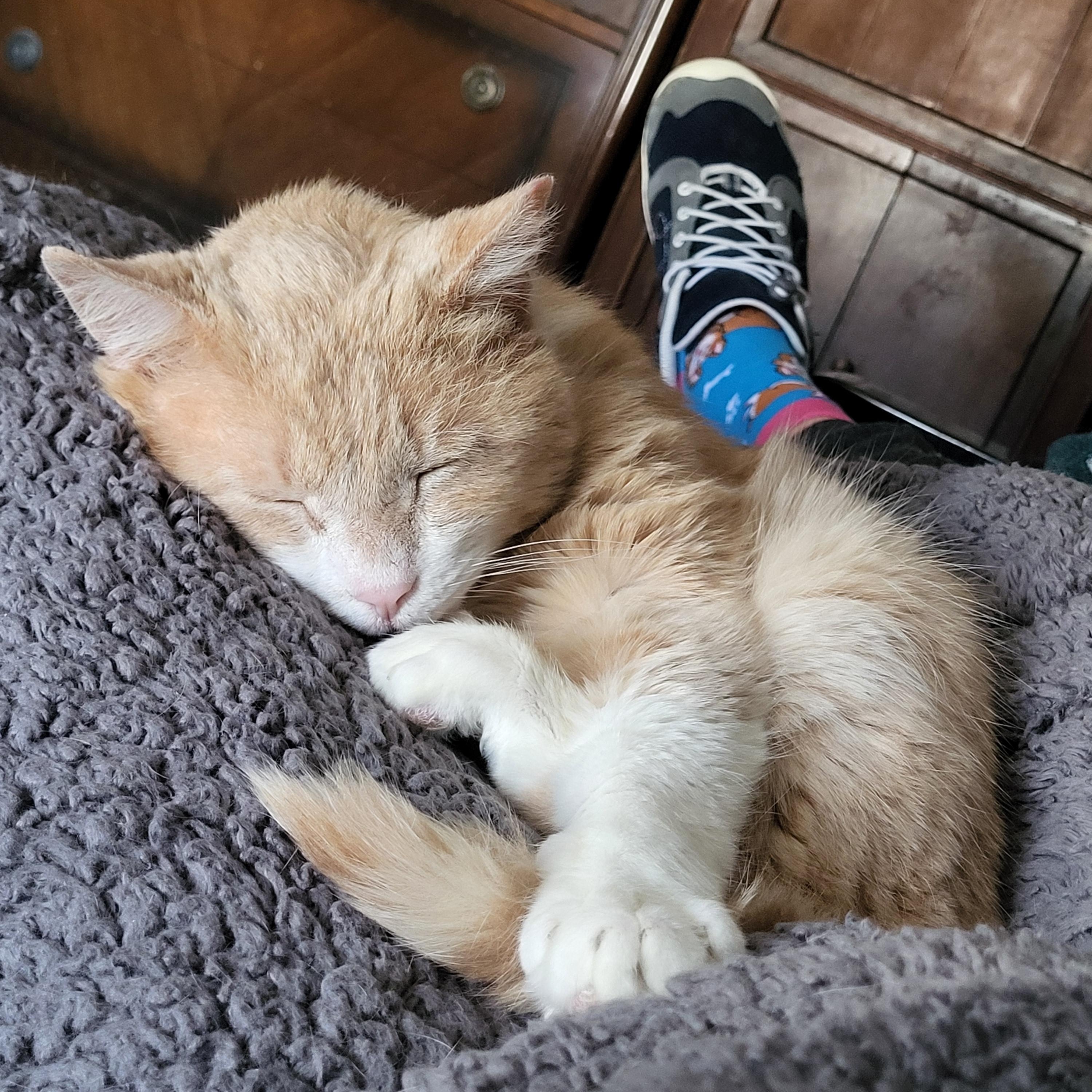 Jude aka "Professor Fluffypants", ADOPTABLE, Adult Male Domestic Short Hair.