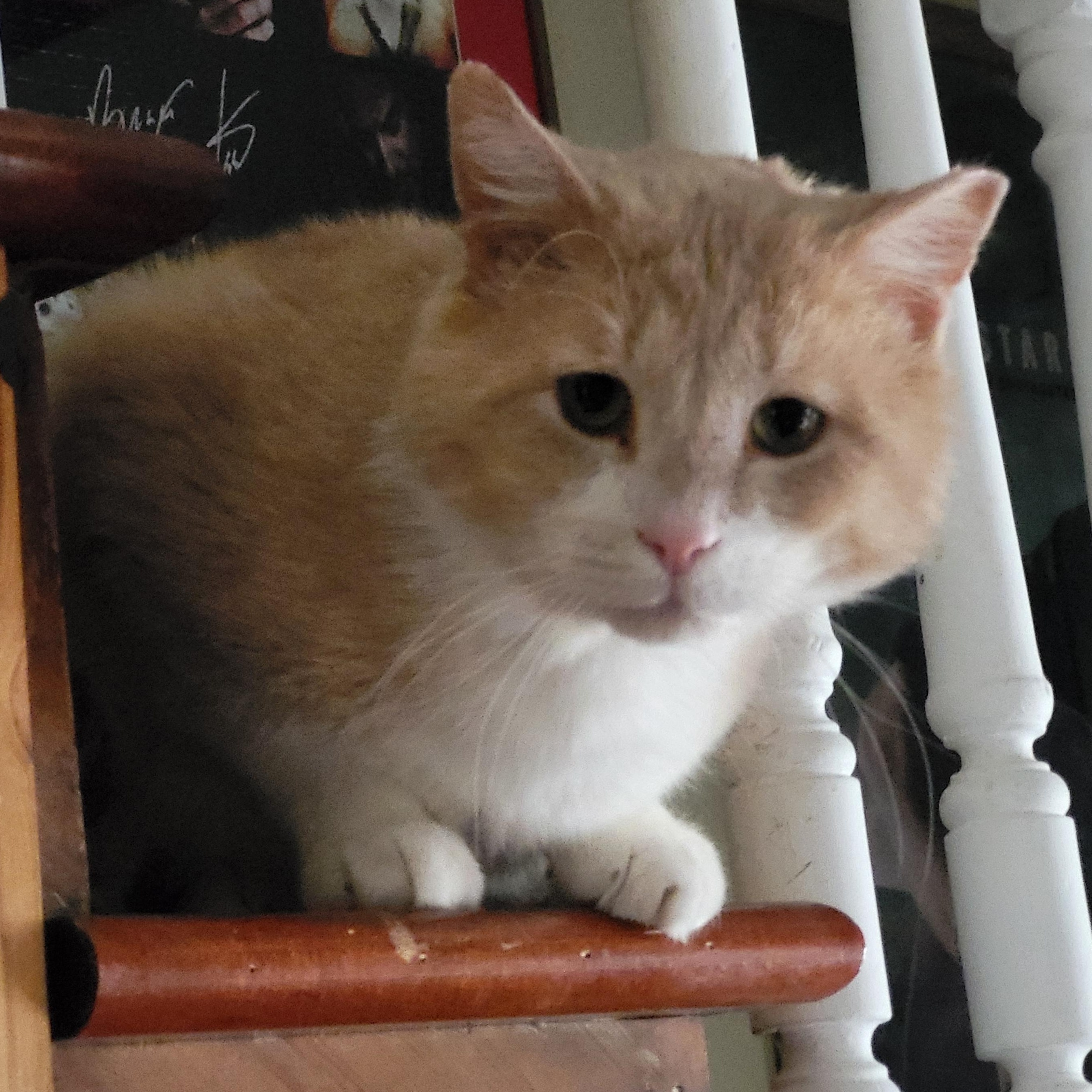 Jude aka "Professor Fluffypants", a ADOPTABLE Domestic Short Hair in Milwaukee, WI image 2/6