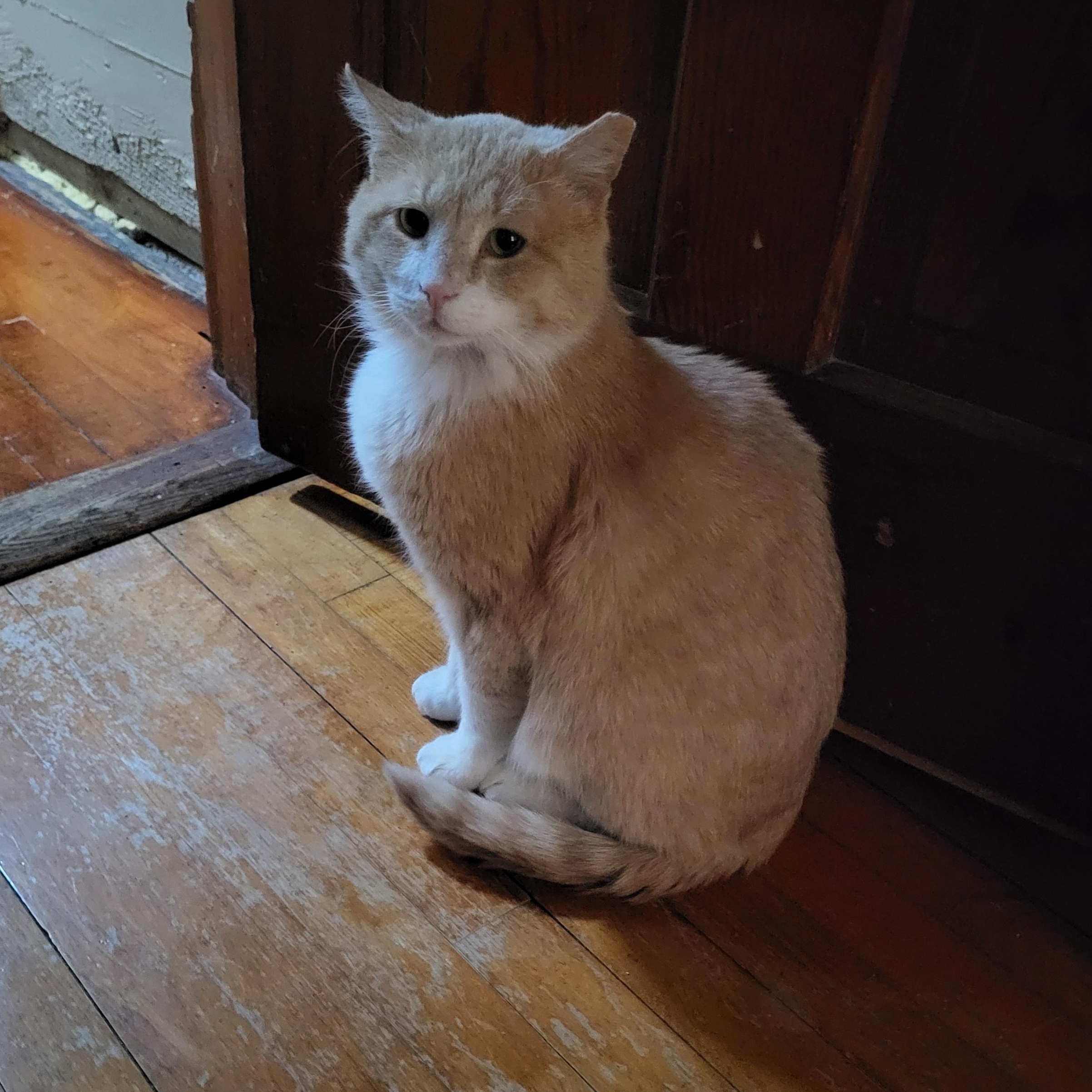 Jude aka "Professor Fluffypants", a ADOPTABLE Domestic Short Hair in Milwaukee, WI image 6/6