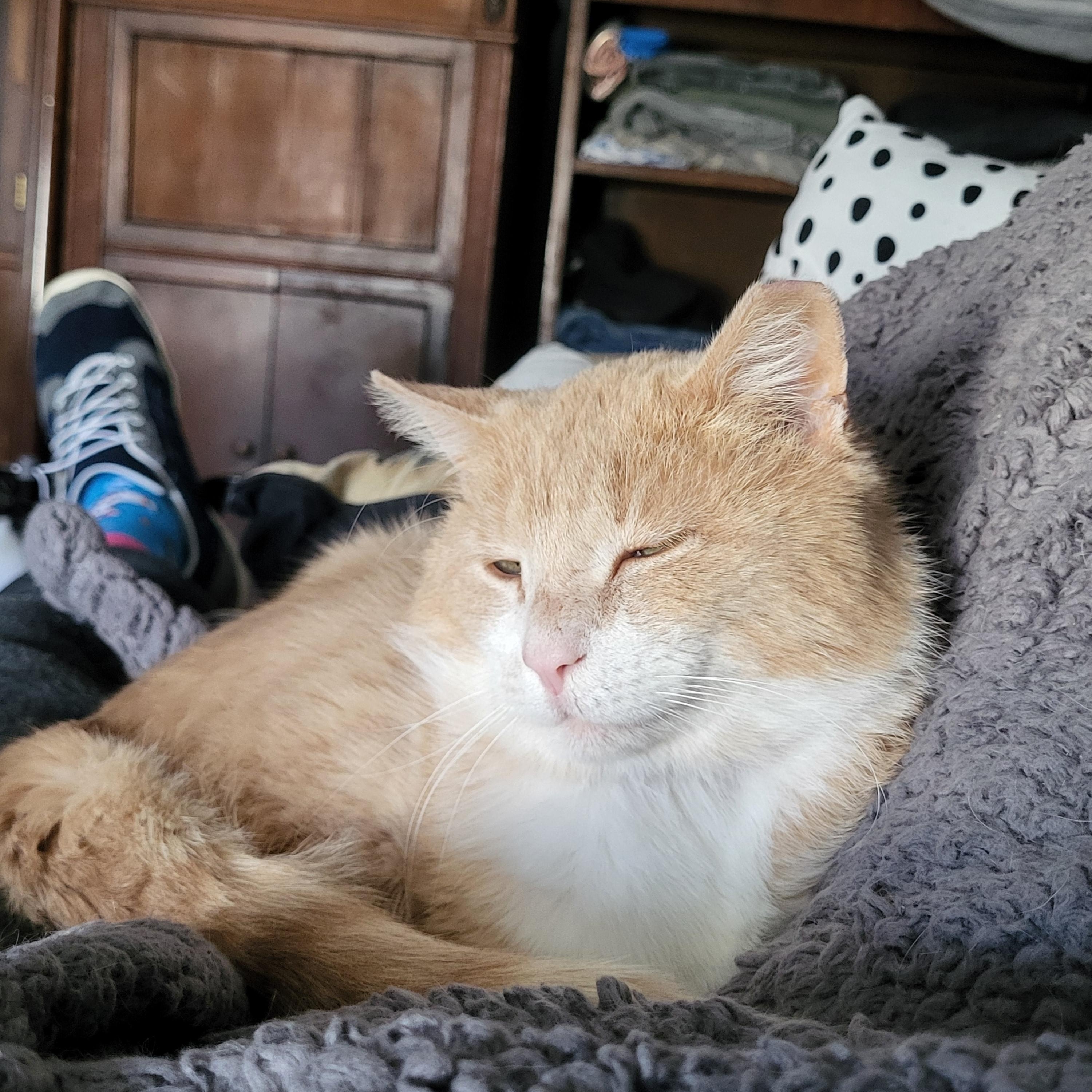 Jude aka "Professor Fluffypants", a ADOPTABLE Domestic Short Hair in Milwaukee, WI image 4/6
