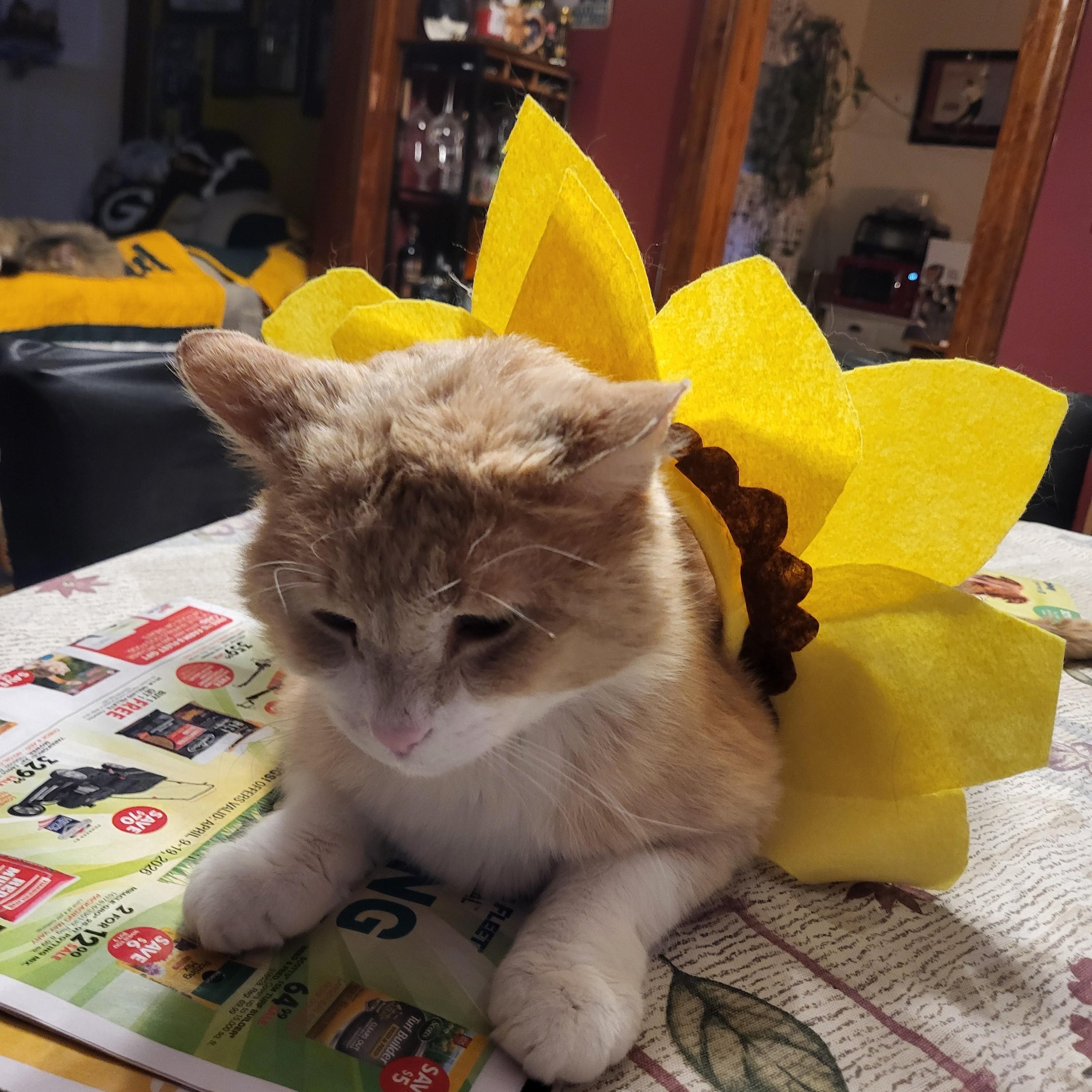 Jude aka "Professor Fluffypants", a ADOPTABLE Domestic Short Hair in Milwaukee, WI image 5/6