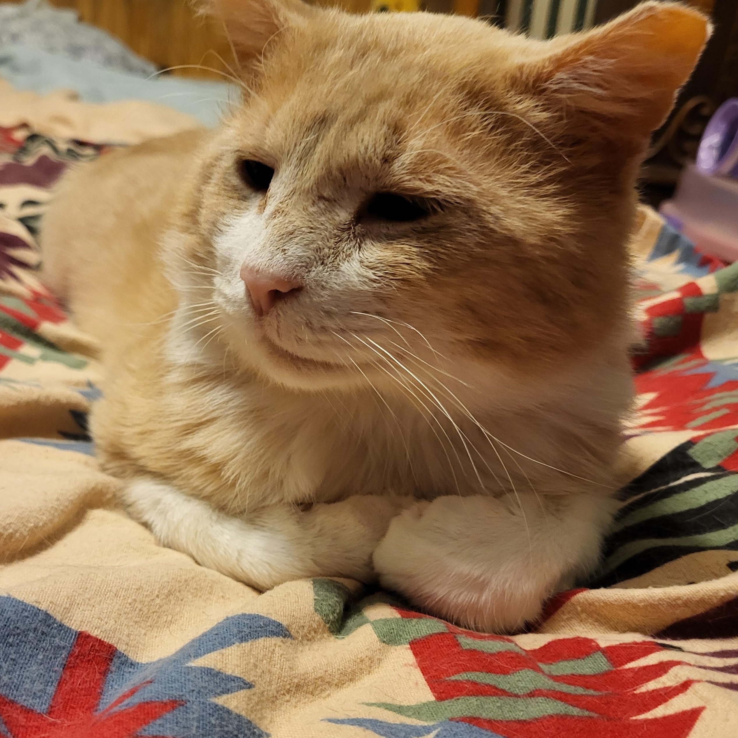 Jude aka "Professor Fluffypants", a ADOPTABLE Domestic Short Hair in Milwaukee, WI image 3/6