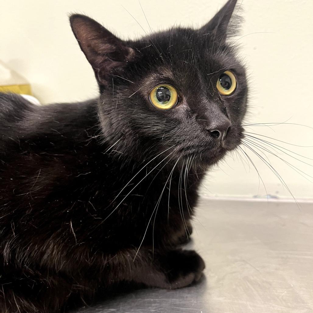 Spanky, a Adoptable Domestic Short Hair in Waldorf, MD image 2/3