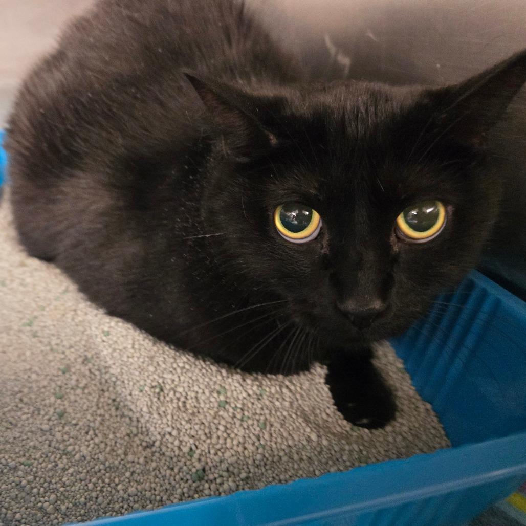 Spanky, a Adoptable Domestic Short Hair in Waldorf, MD image 3/3