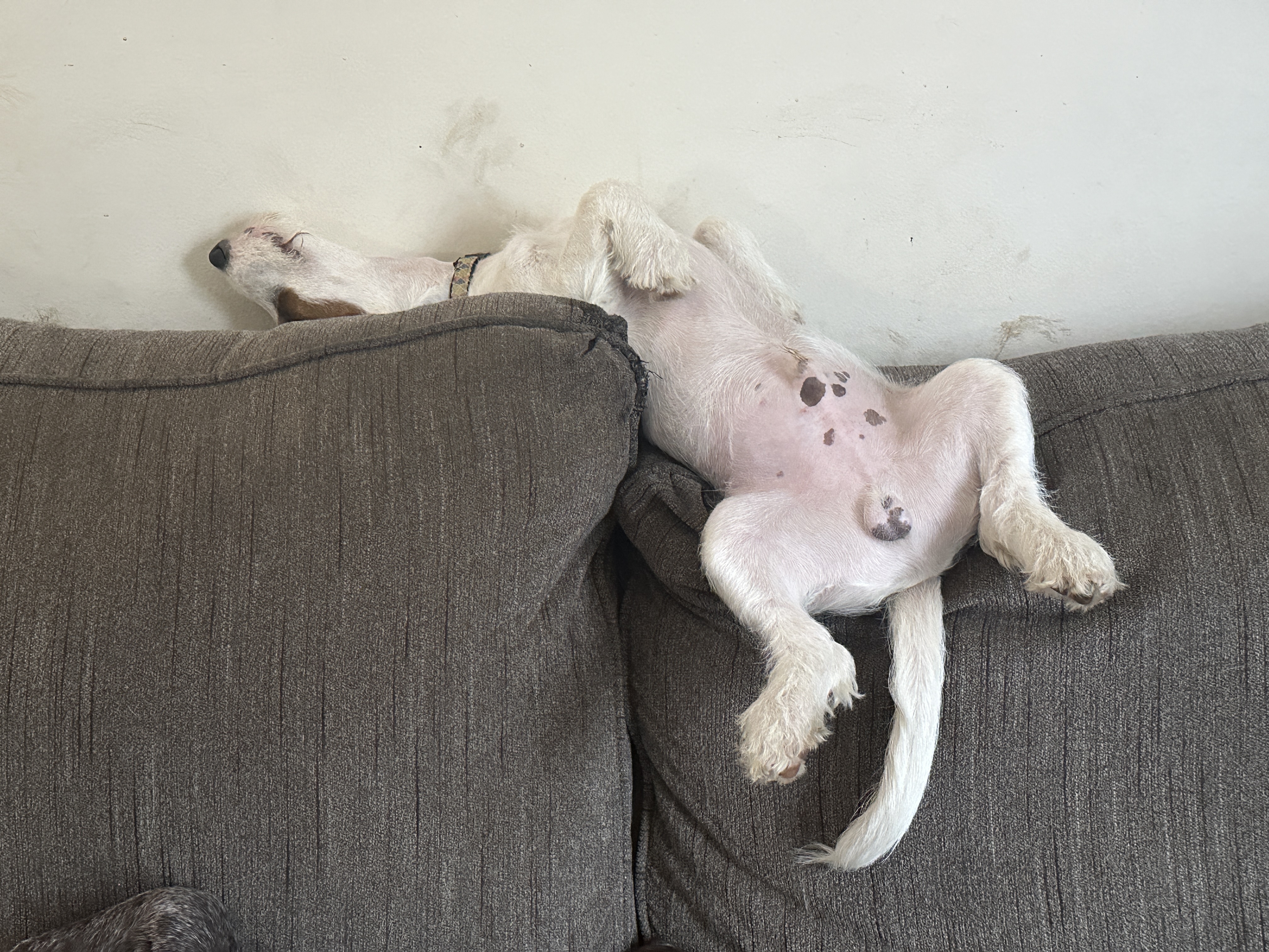 Enlarge Merlyn, a Adopted mixed breed in Partlow, VA image 3/4