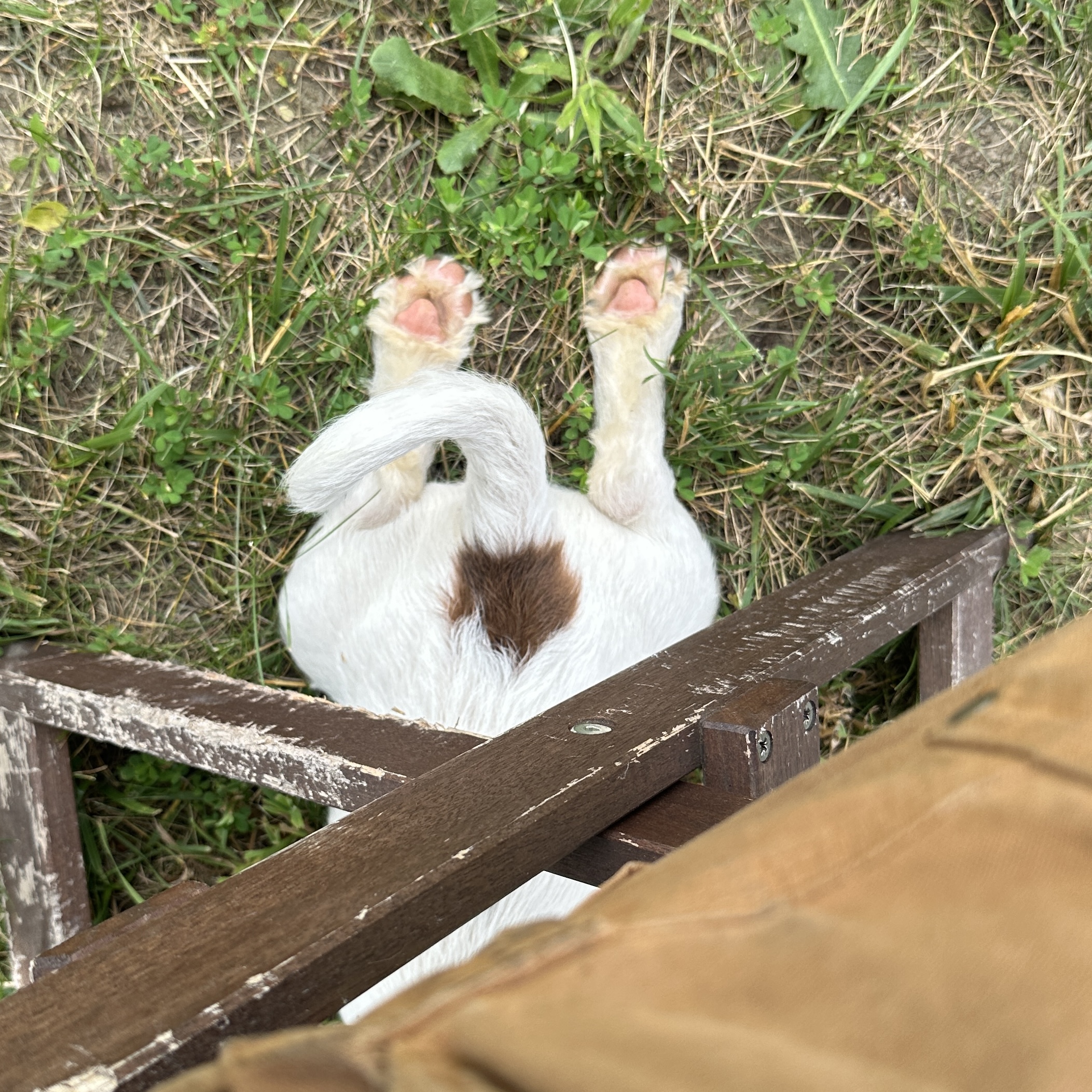 Enlarge Merlyn, a Adopted mixed breed in Partlow, VA image 4/4
