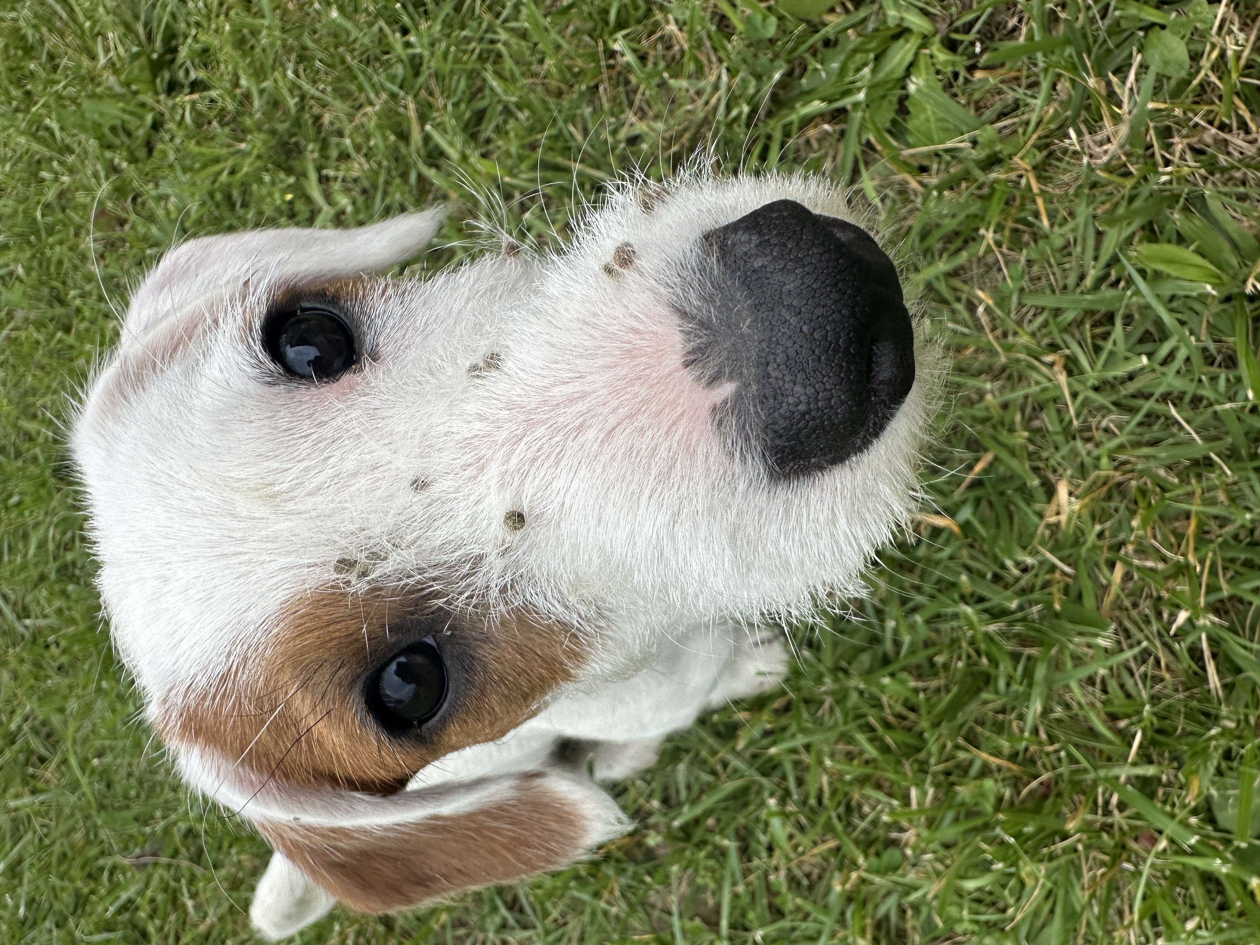 Enlarge Merlyn, a Adopted mixed breed in Partlow, VA image 2/4