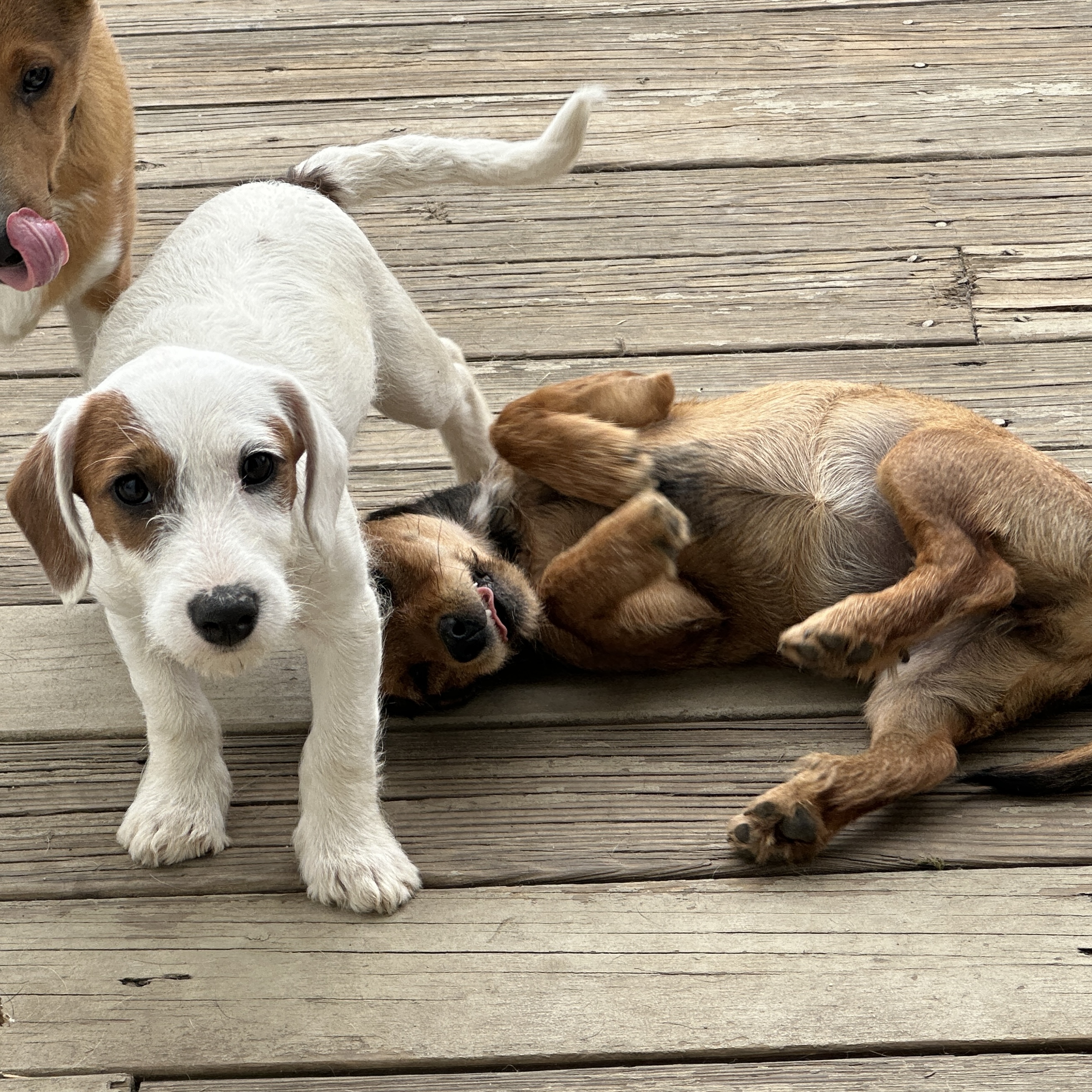 Enlarge Merlyn, a Adopted mixed breed in Partlow, VA image 1/4