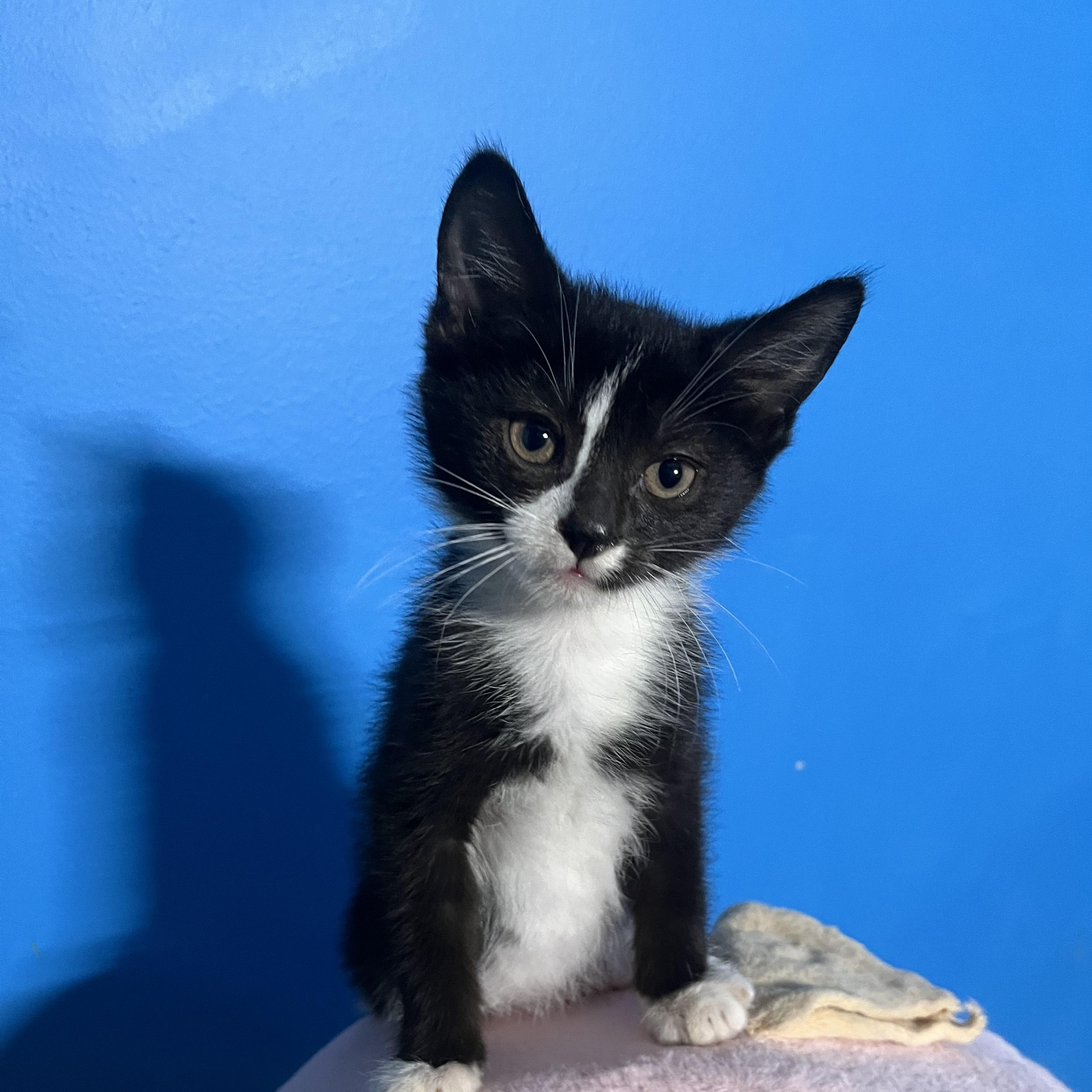 Enlarge Sesame, a Adoptable Domestic Short Hair in Elkton, MD image 5/5