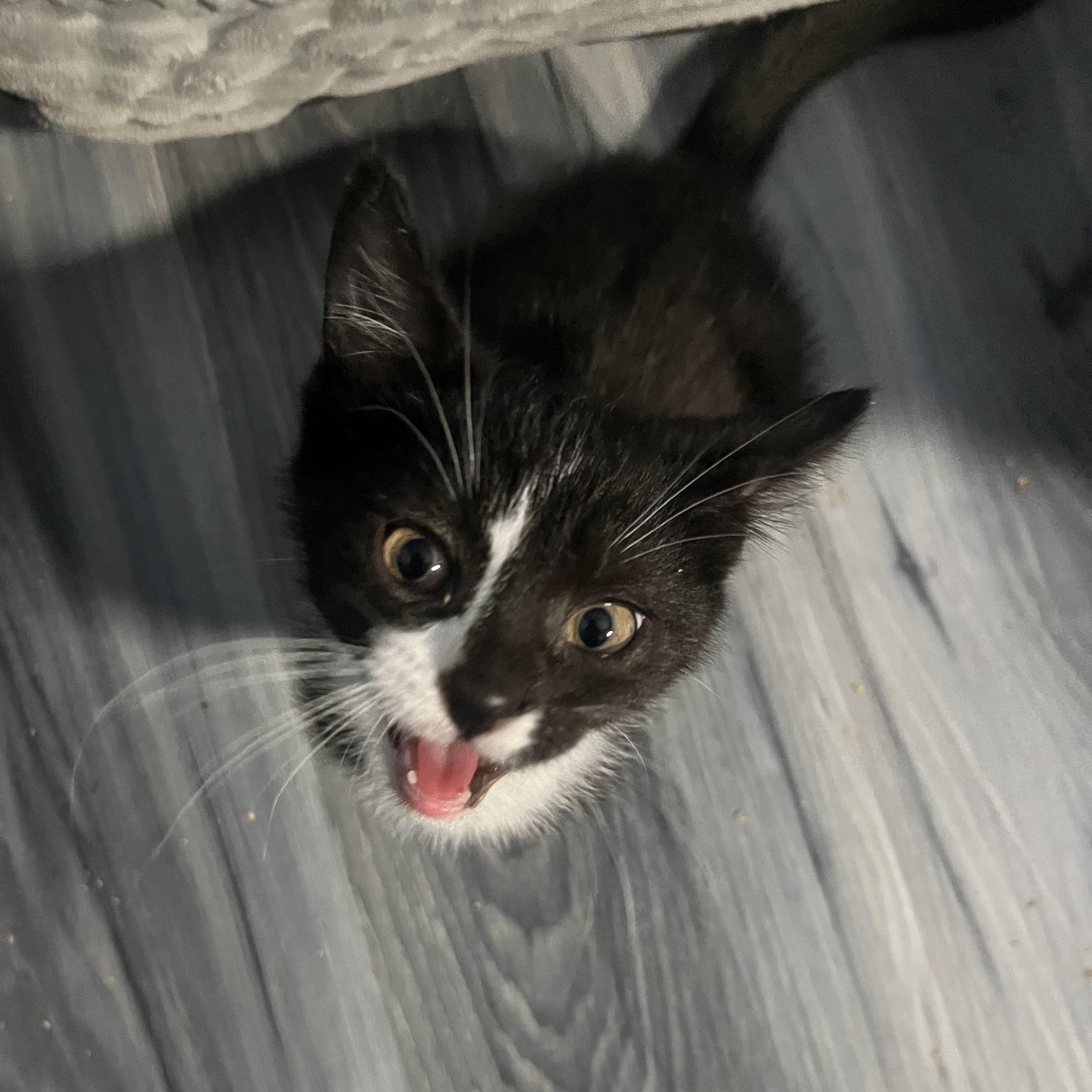Enlarge Sesame, a Adoptable Domestic Short Hair in Elkton, MD image 3/5