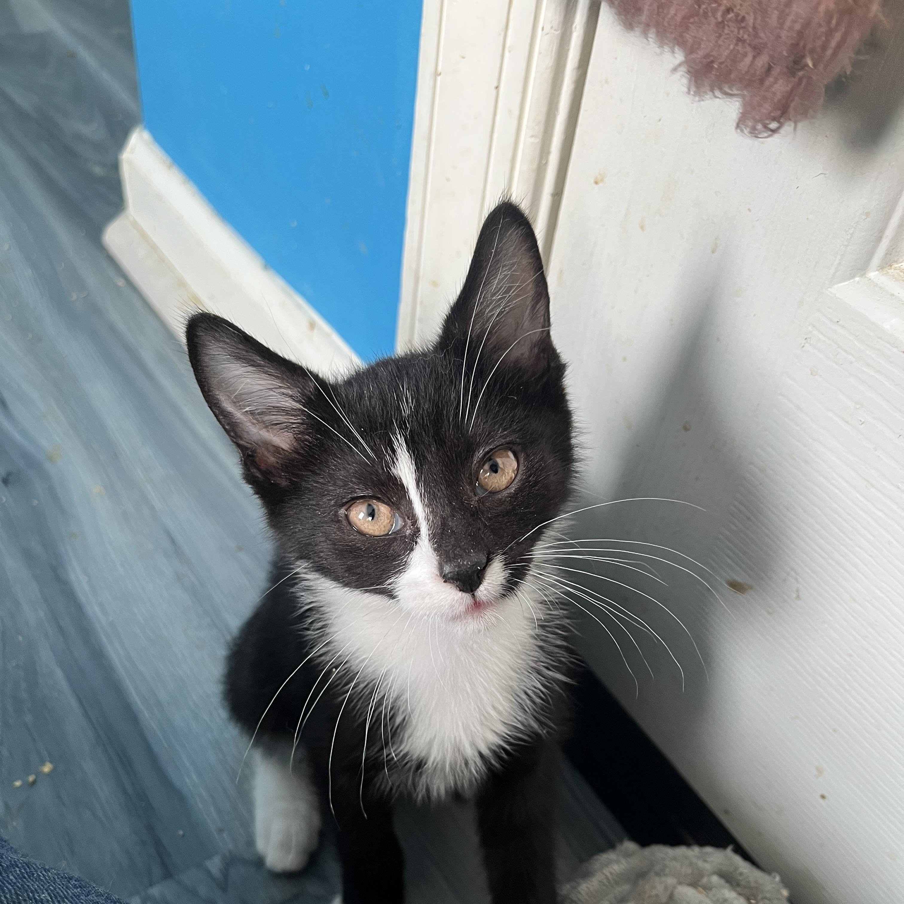 Enlarge Sesame, a Adoptable Domestic Short Hair in Elkton, MD image 2/5