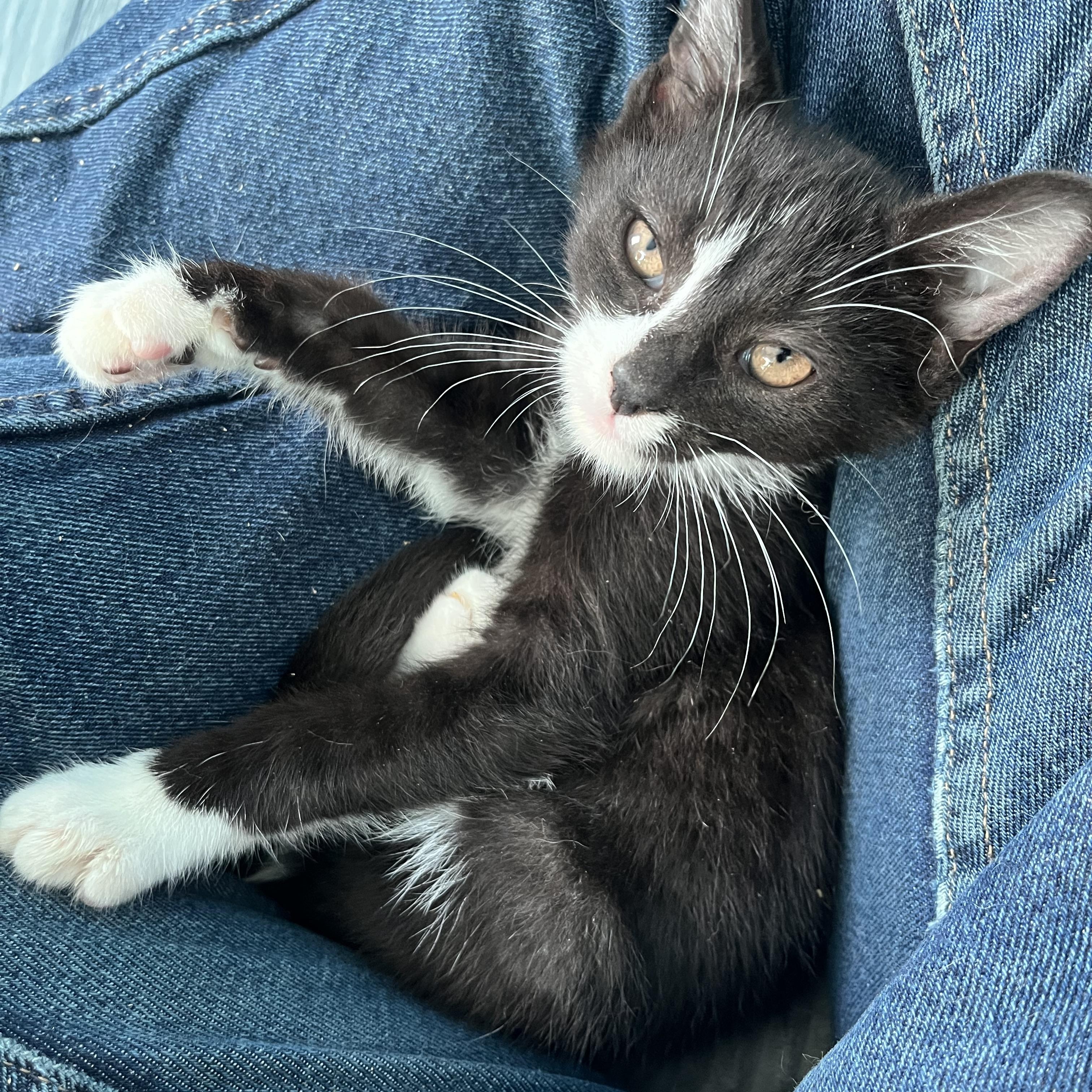 Enlarge Sesame, a Adoptable Domestic Short Hair in Elkton, MD image 4/5
