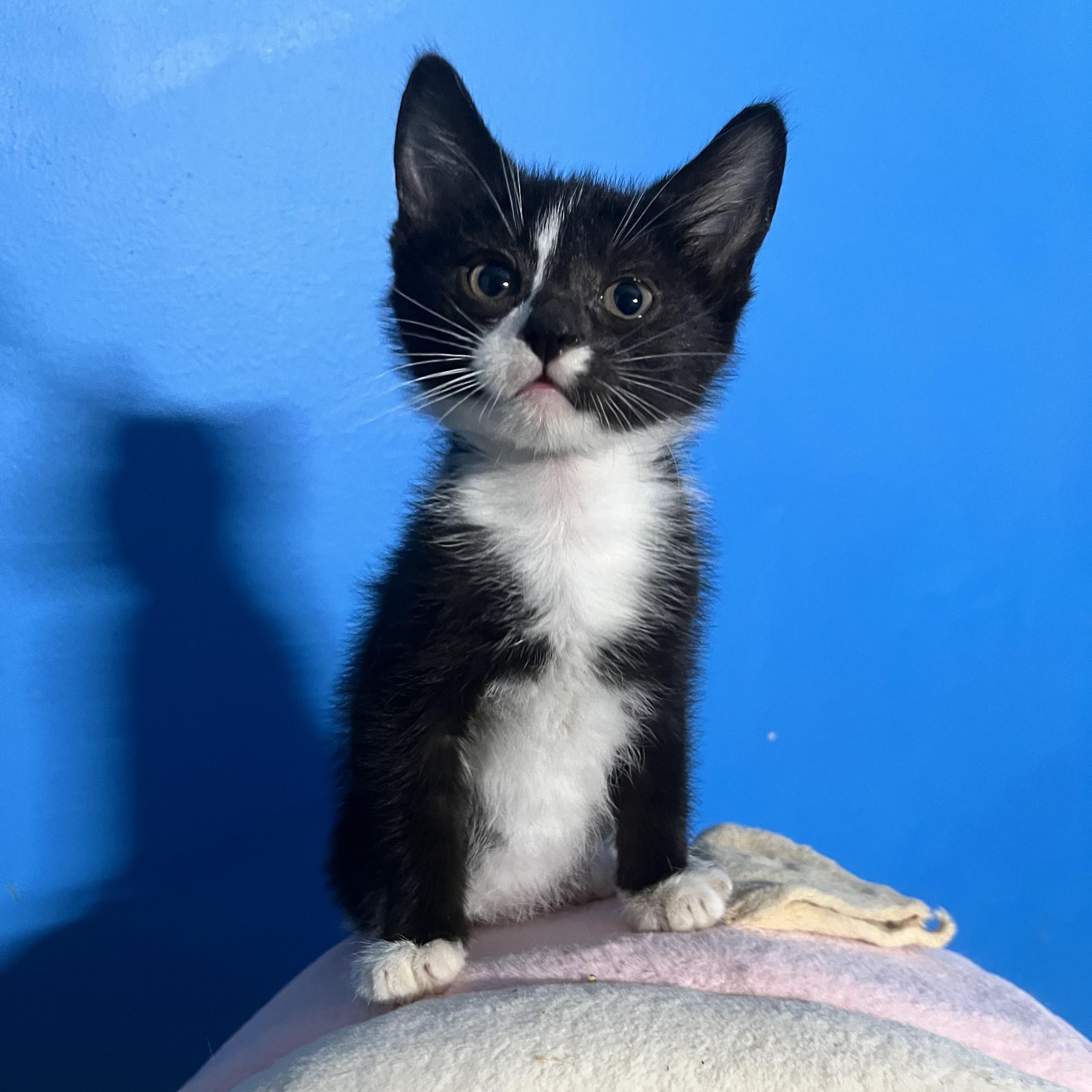 Enlarge Sesame, a Adoptable Domestic Short Hair in Elkton, MD image 1/5