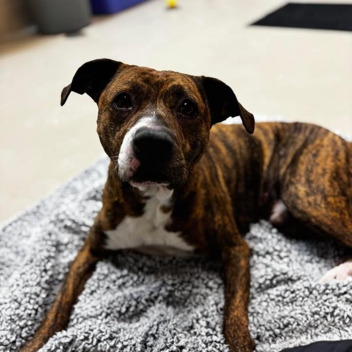 Diesel 251077, Adoptable, Adult Male Mixed Breed.