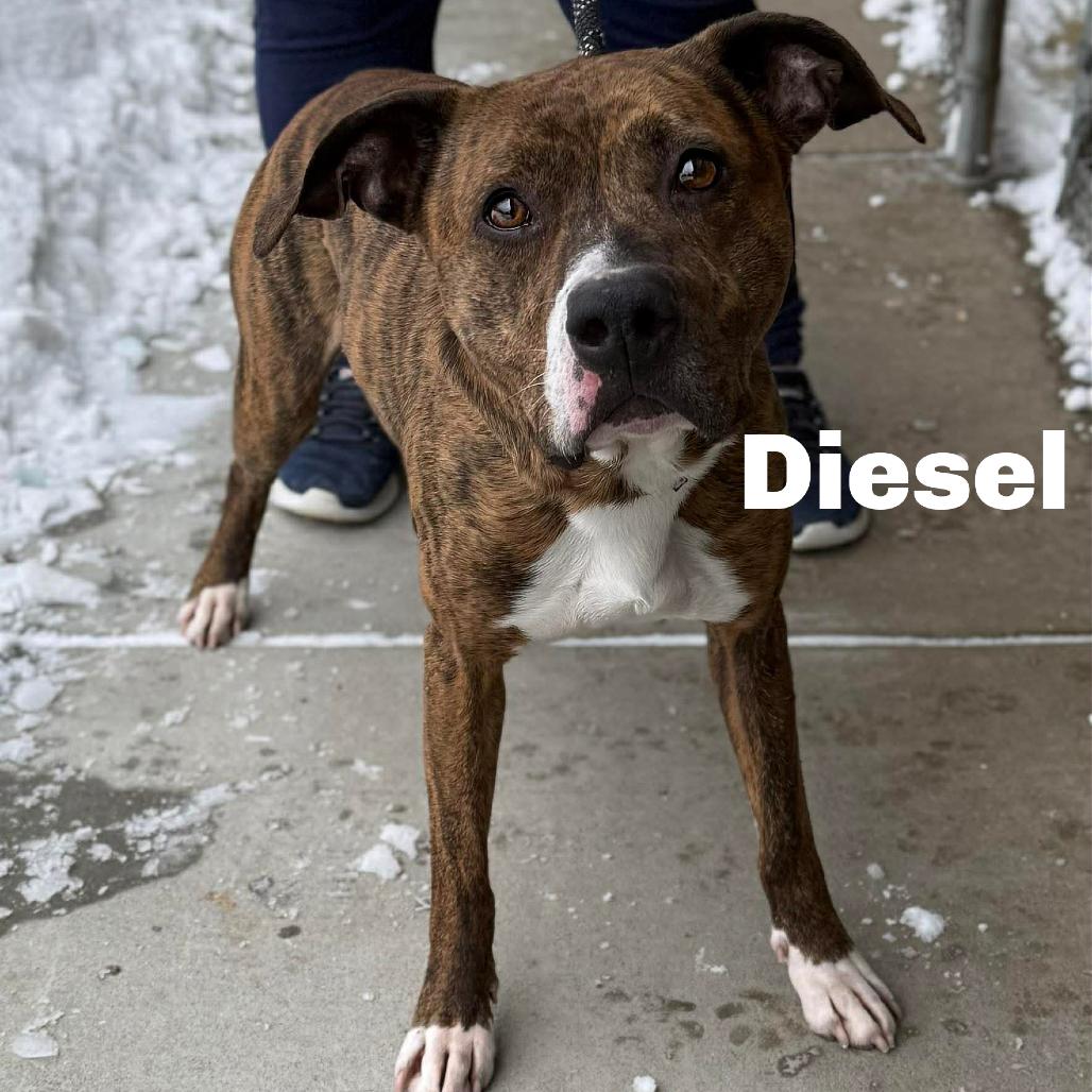 Enlarge Diesel 251077, a Adoptable Mixed Breed in Escanaba, MI image 2/2