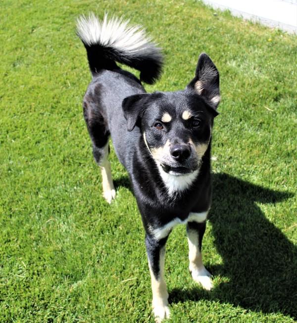 Roscoe 39470, Adoptable, Adult Male German Shepherd Dog & Siberian Husky.