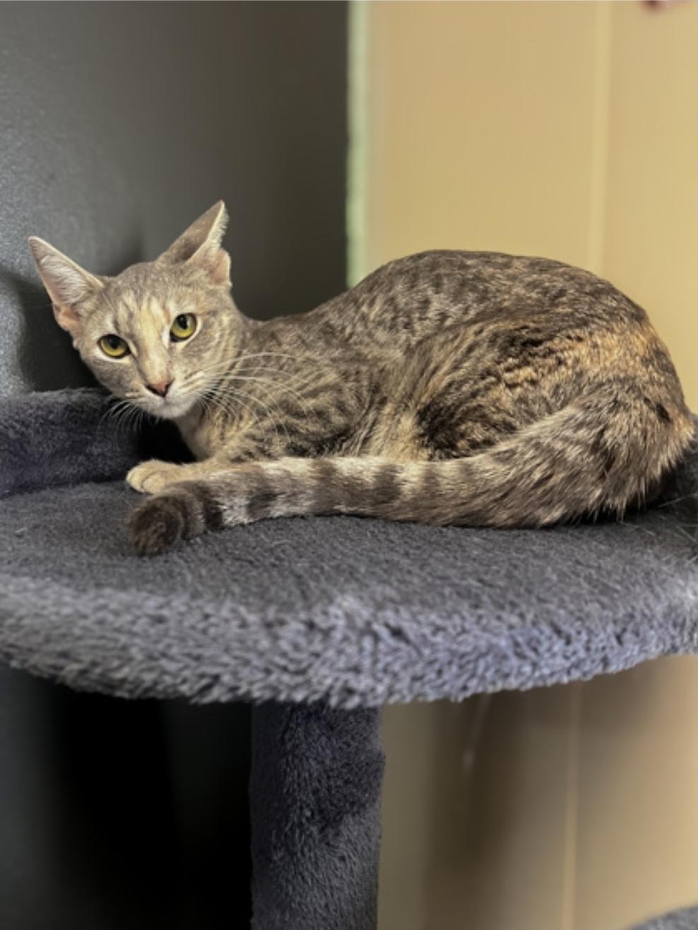 Dollie, Adoptable, Adult Female Domestic Short Hair.