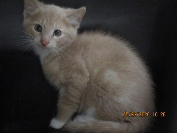 (681), Adoptable, Kitten Male Domestic Short Hair.