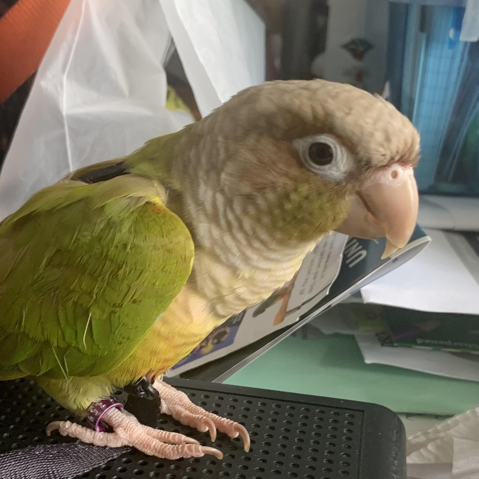 Tink, adoptable, Adult Unknown Parakeet (Other).