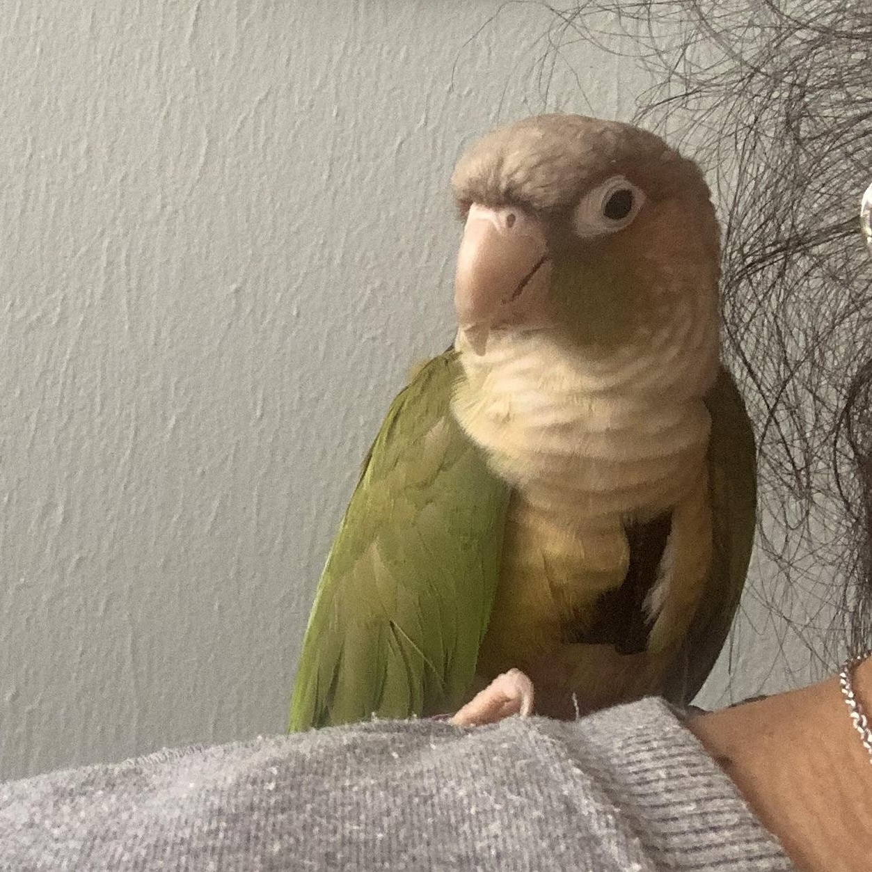 Tink, adoptable, Adult Unknown Parakeet (Other).