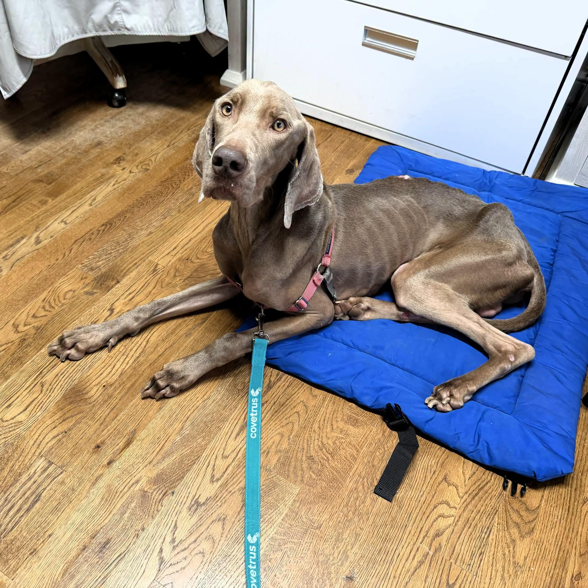 Franklin, a ADOPTABLE Weimaraner in Birmingham, AL image 3/5